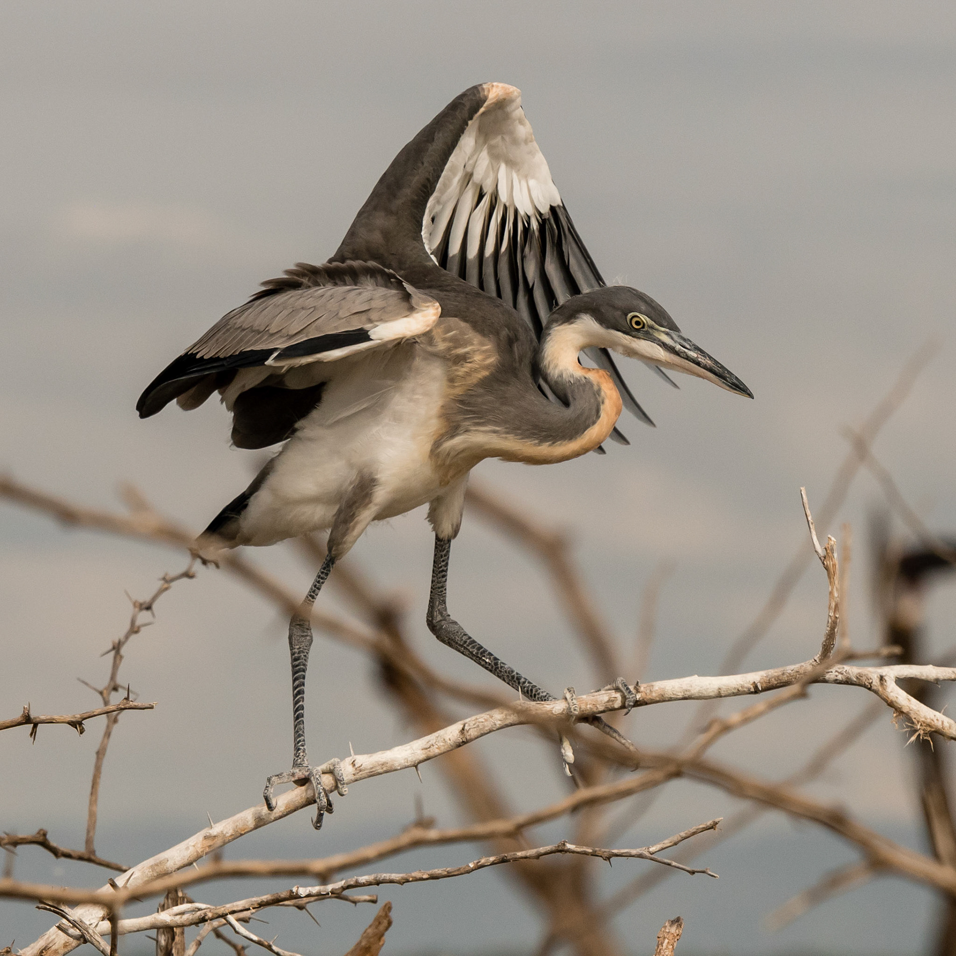 Amboseli, Kenya