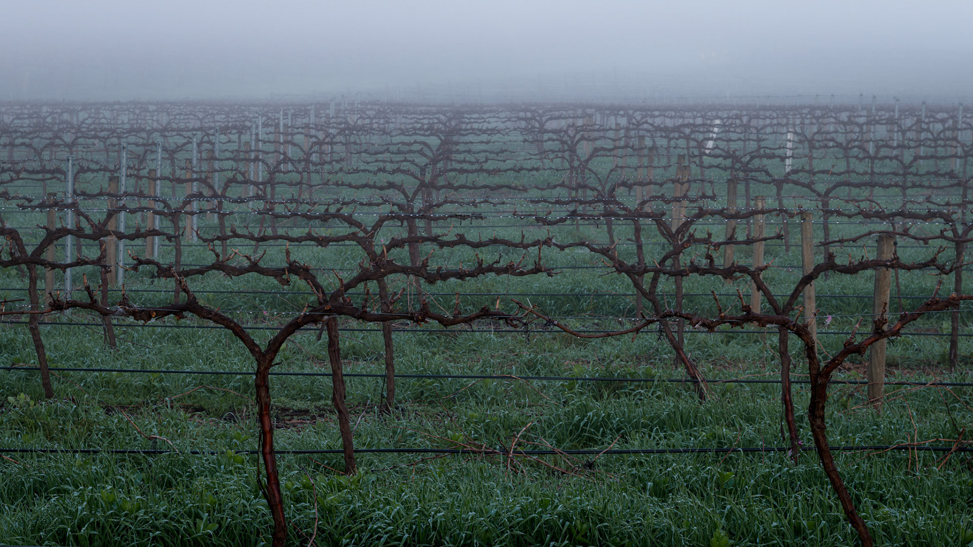 Hill River Vineyard 1