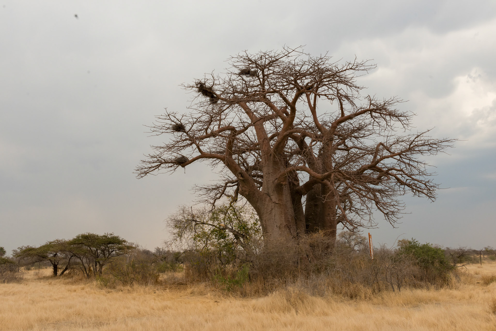 Gweta, Botswana