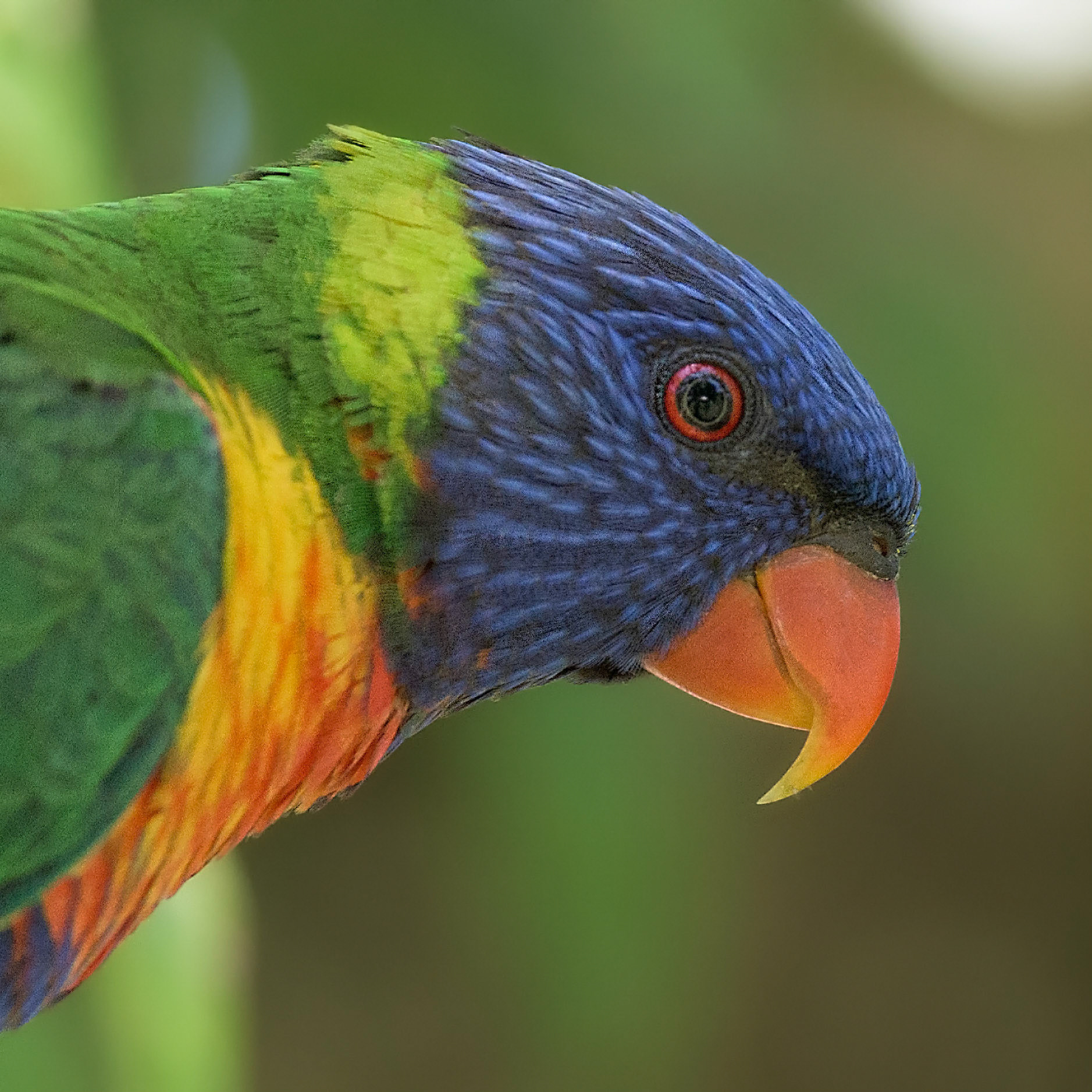 Title: Rainbow Lorikeet / Caption: I took this shot on y sisters place in Imbil, QLD, Australia. Good looking birds but they can be really bossy!