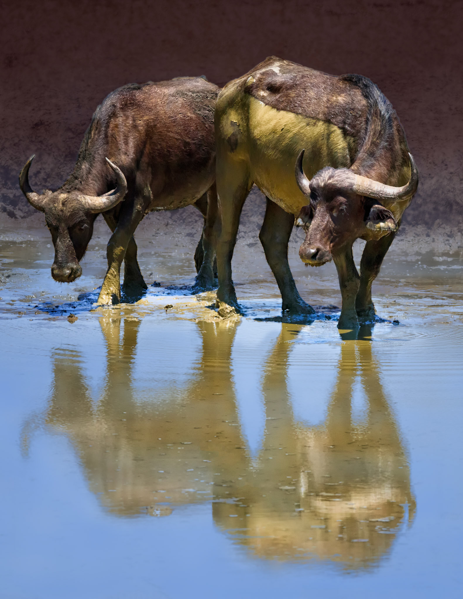 Kruger NP, Limpopo, South Africa