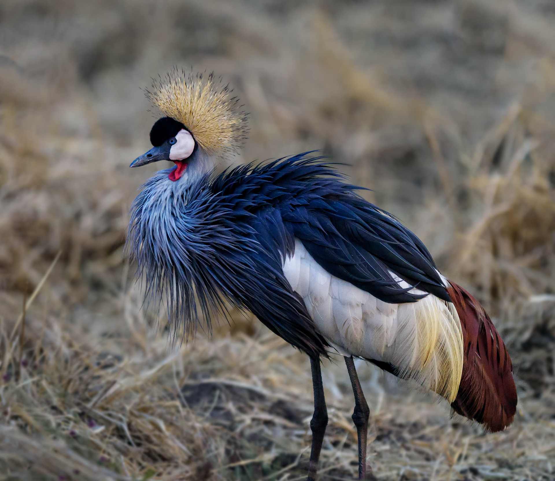 HwangeNP, Zimbabwe