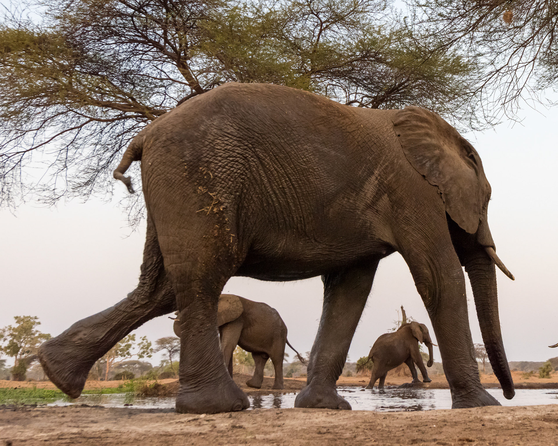 Senyati Safari Camp, Botswana