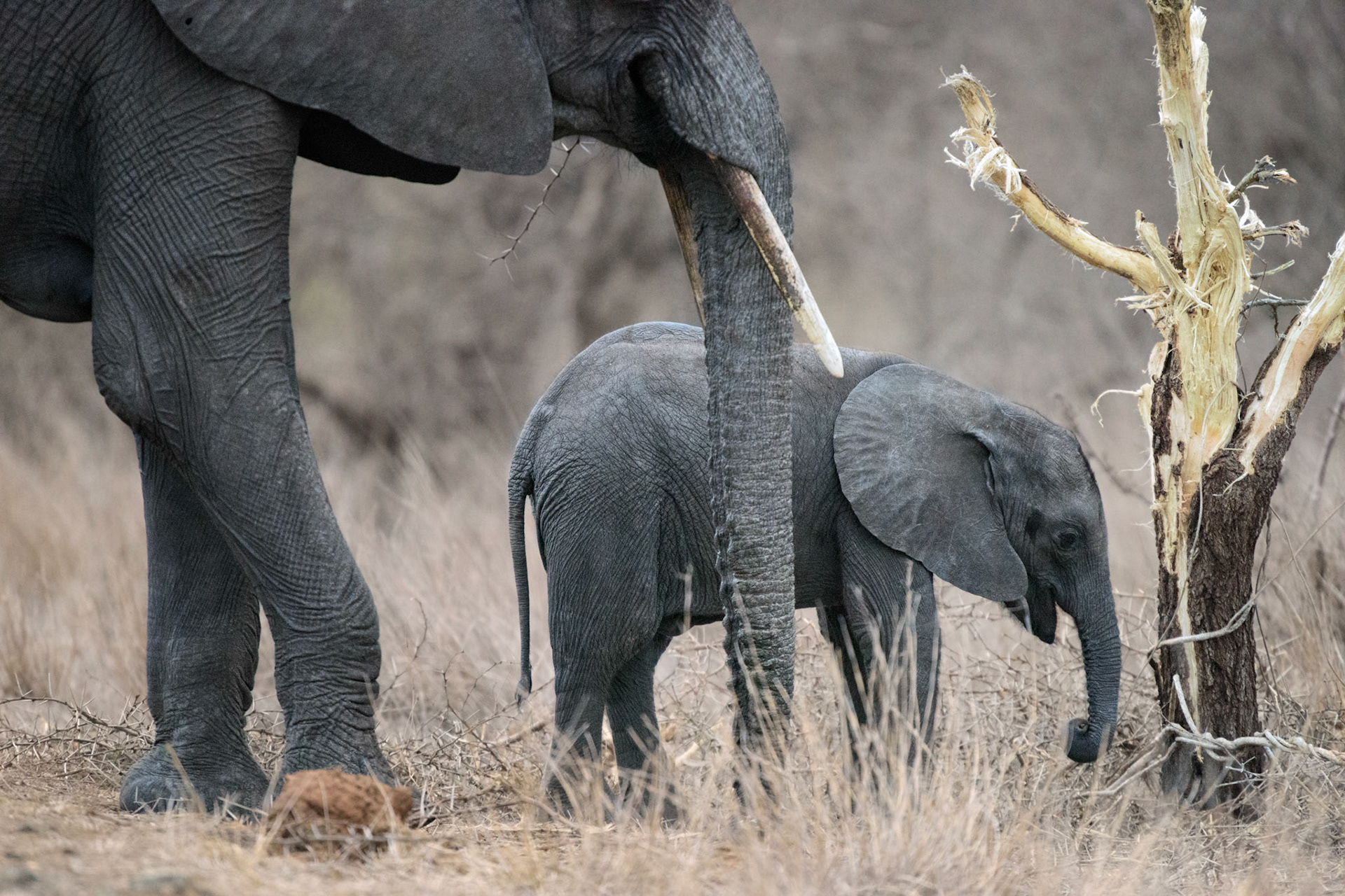 Kruger NP, Limpopo, South Africa