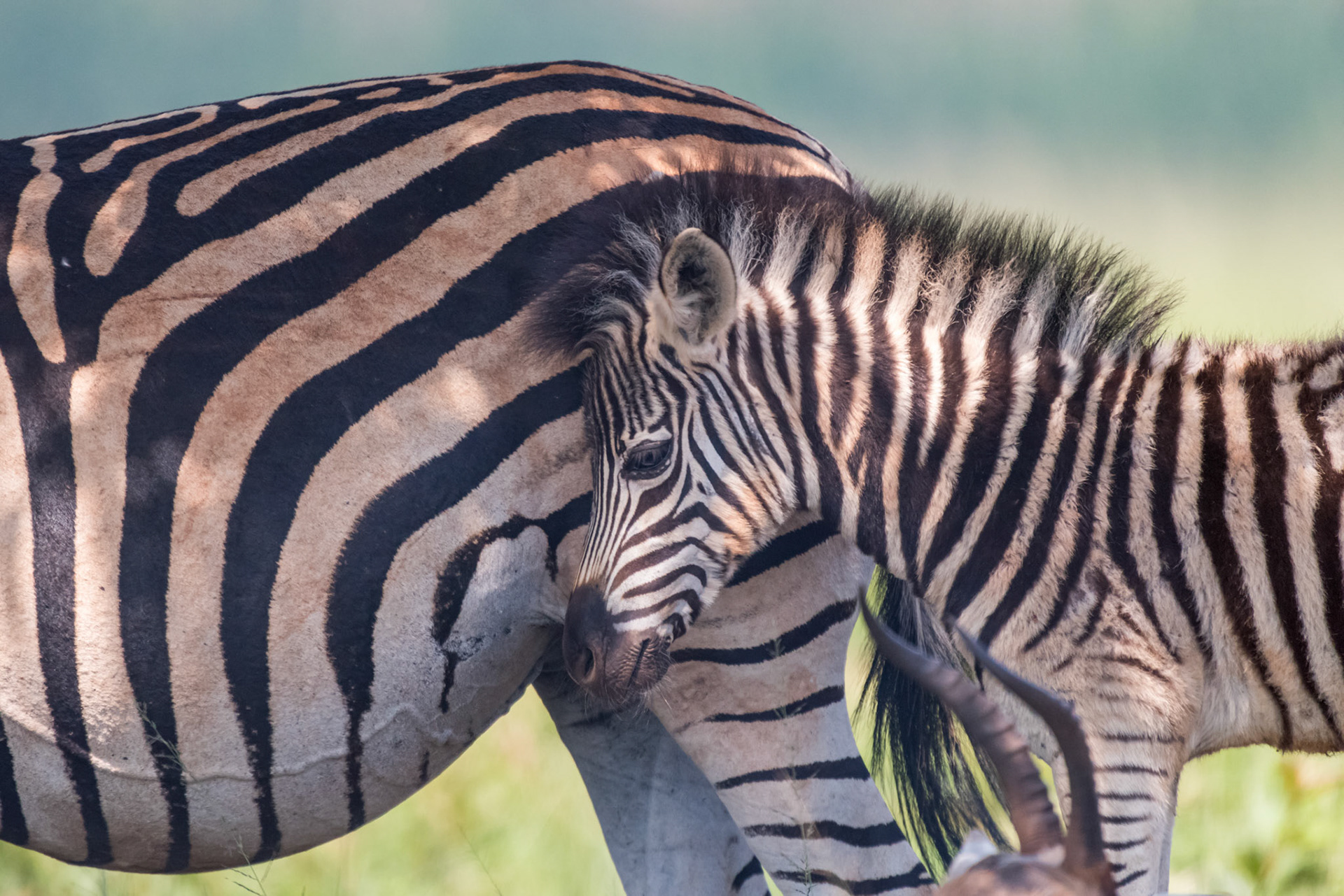 Mbuluzi NP, Lebombo Conservancy, Swaziland