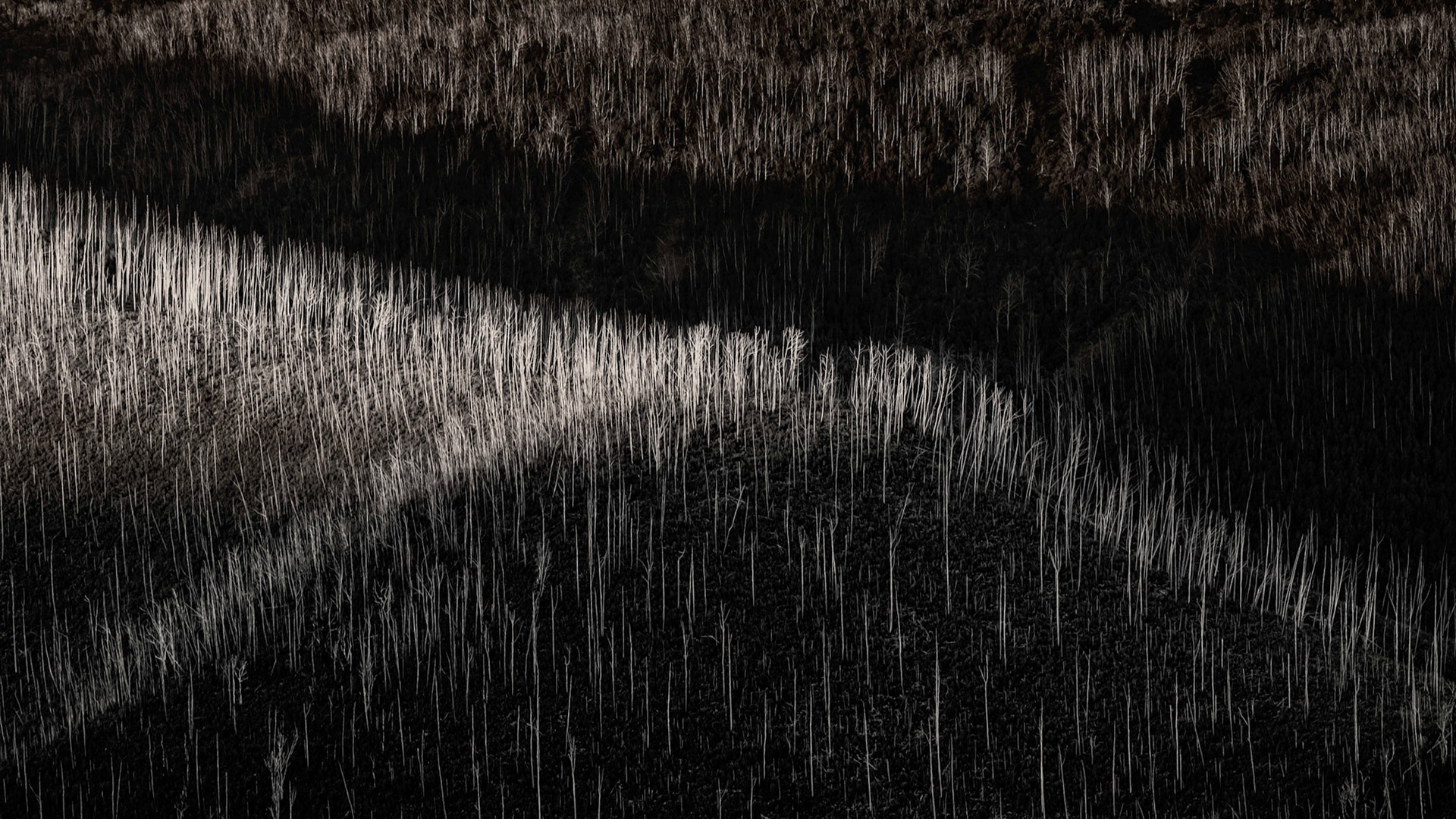 Silver Trees after Bush Fire
