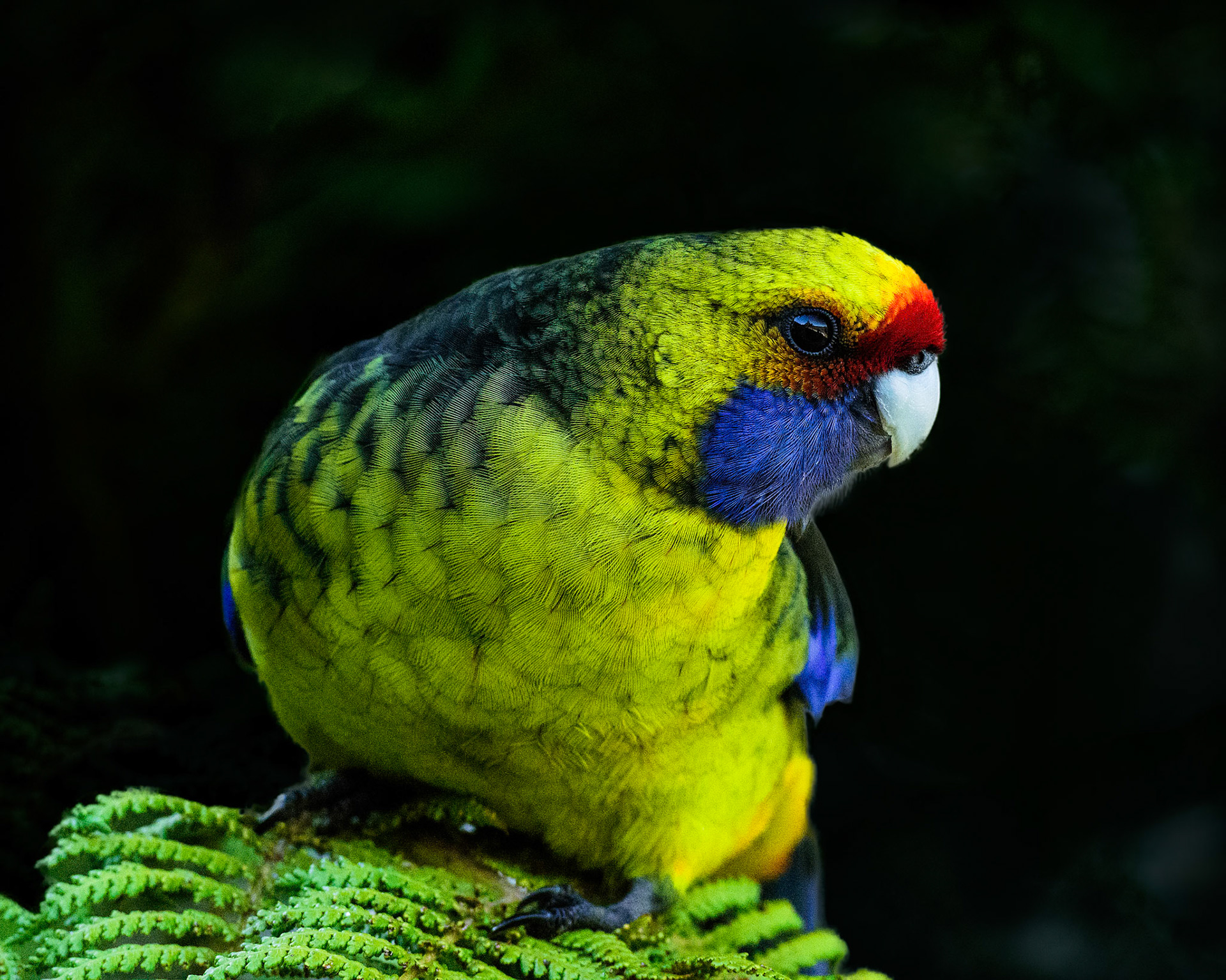 Green Rosella / They are quite common in Tasmania and very friendly when fed. I took this shot at Pedder Wilderness Lodge on the shores of Lake Pedder