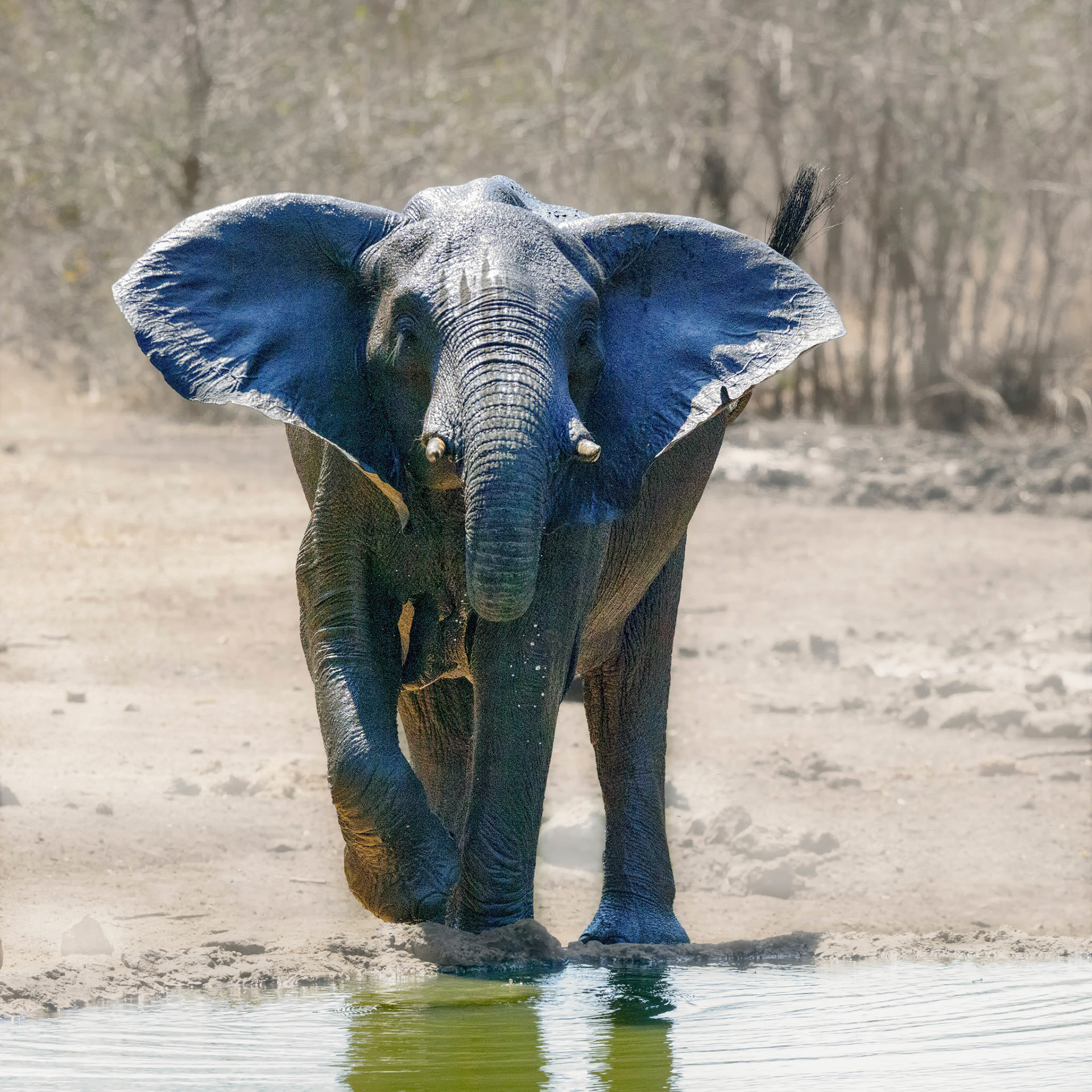 Majete NP, Malawi