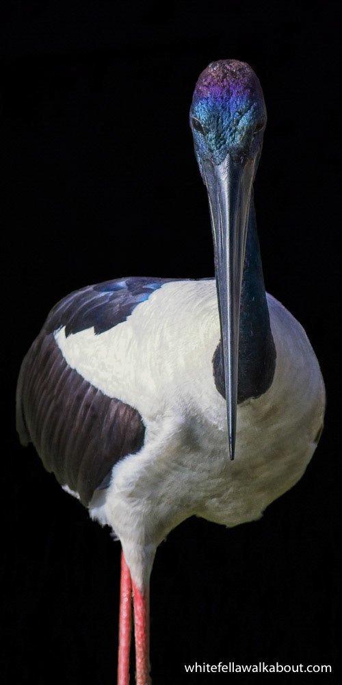 Elegance
