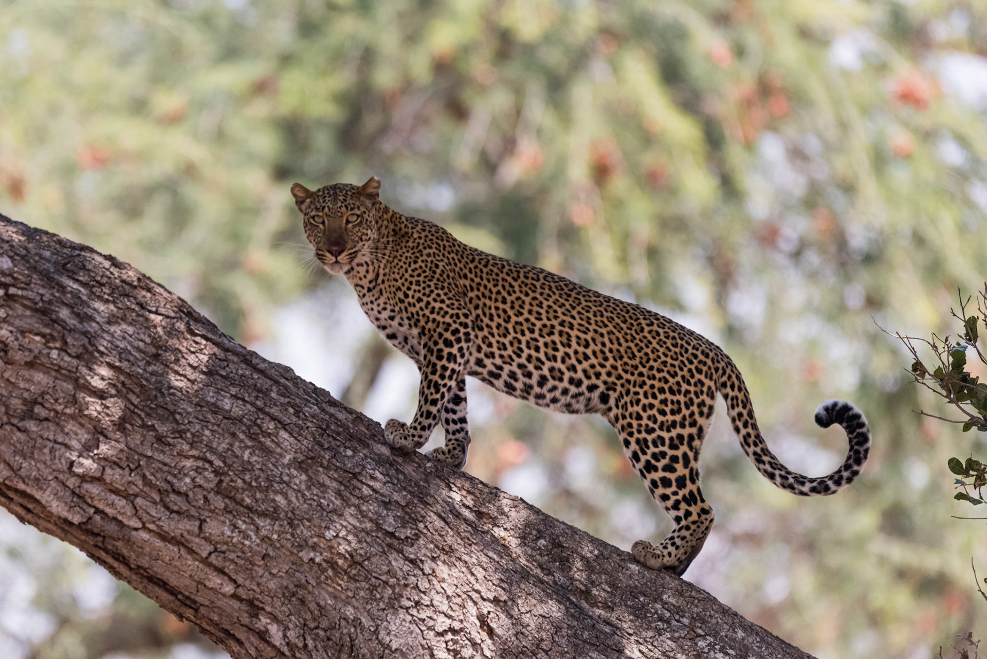 South Luangwa NP, Zambia