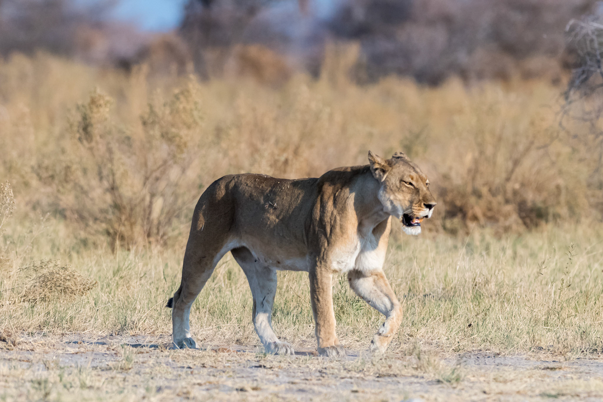 Gweta, Botswana