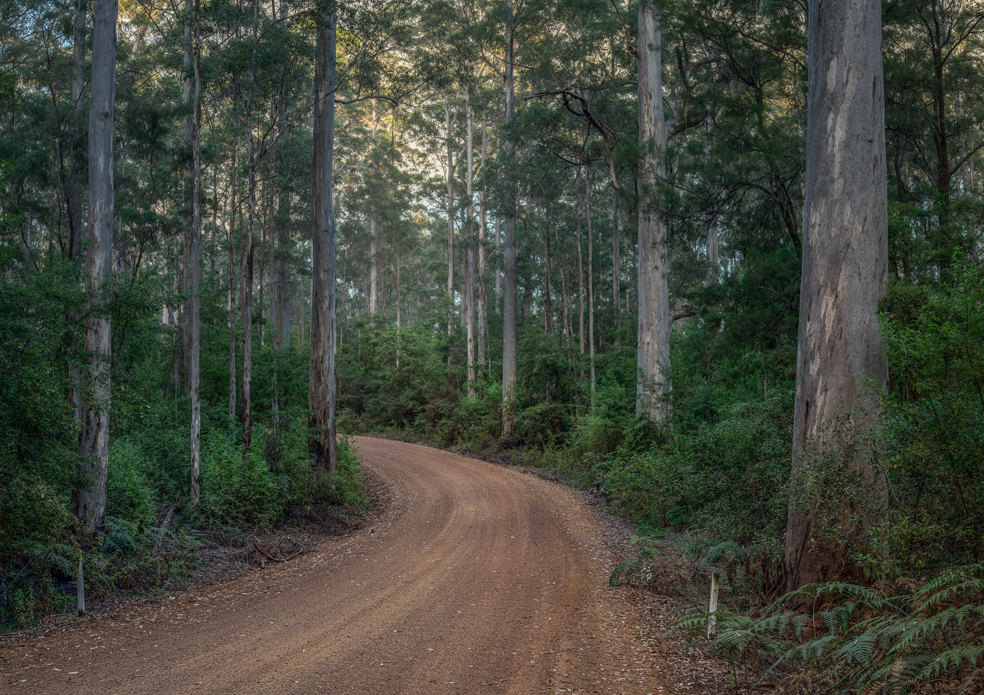 Karri Forest Drive, South West of Western Australia
