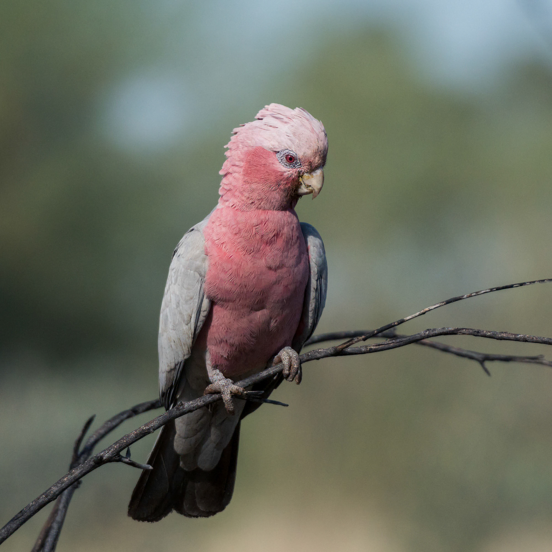 Karlamilyi NP, Pilbara, Western Australia