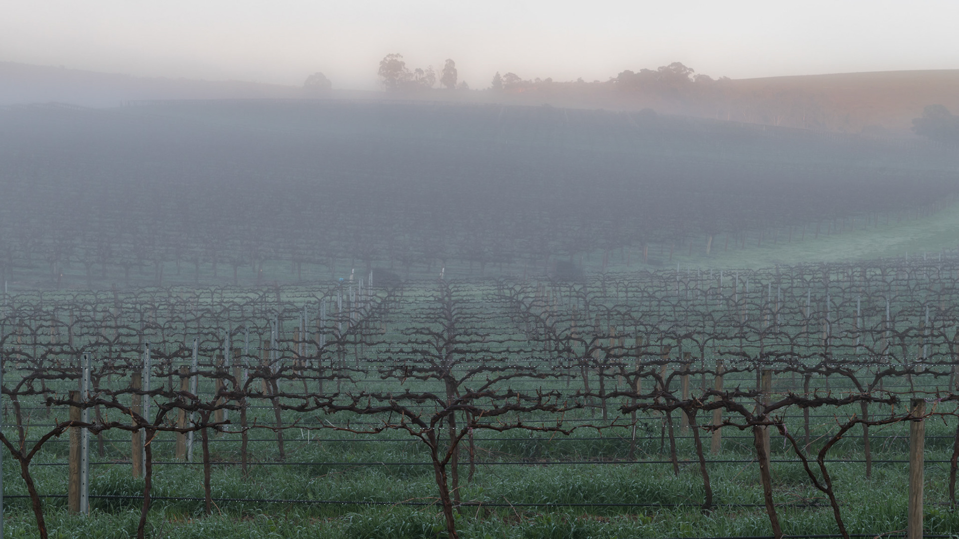 Hill River Vineyard 2