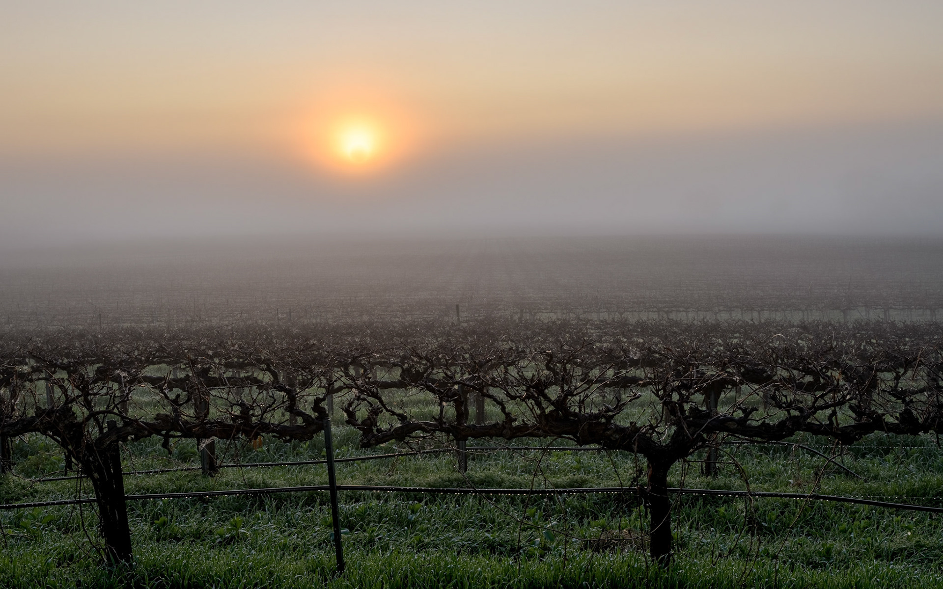 Hill River Vineyard 3