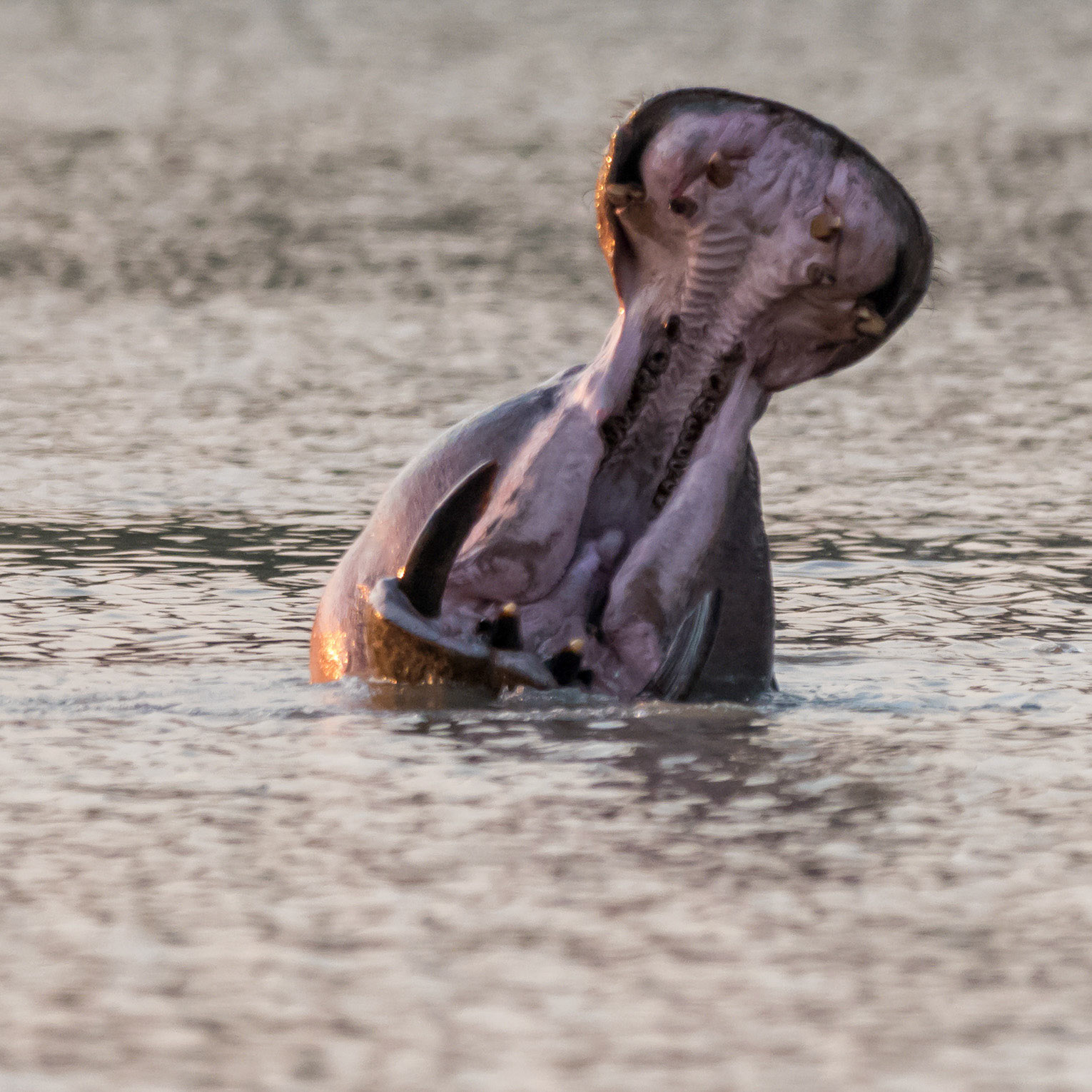 Mana Pools, Zimbabwe