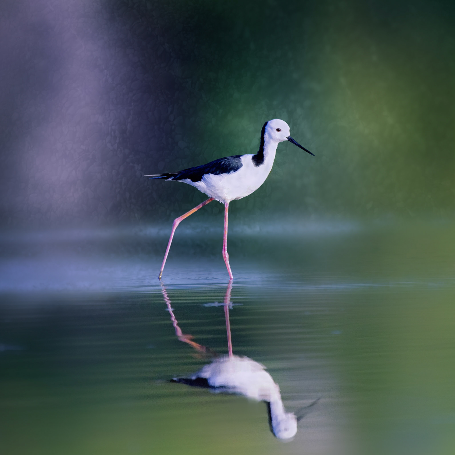 Cobourg Peninsula NP, NT, Australia