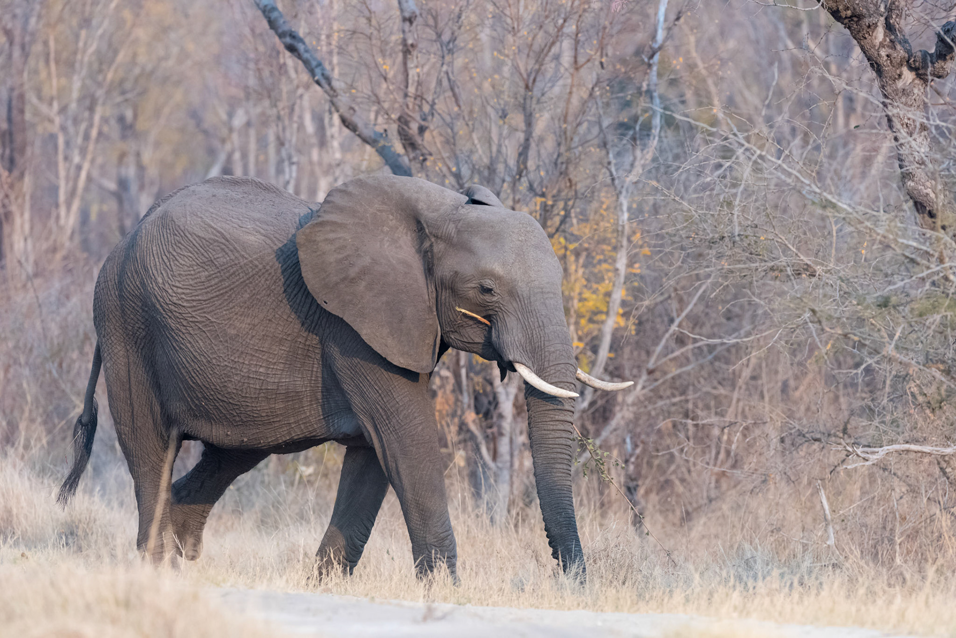 HwangeNP, Zimbabwe