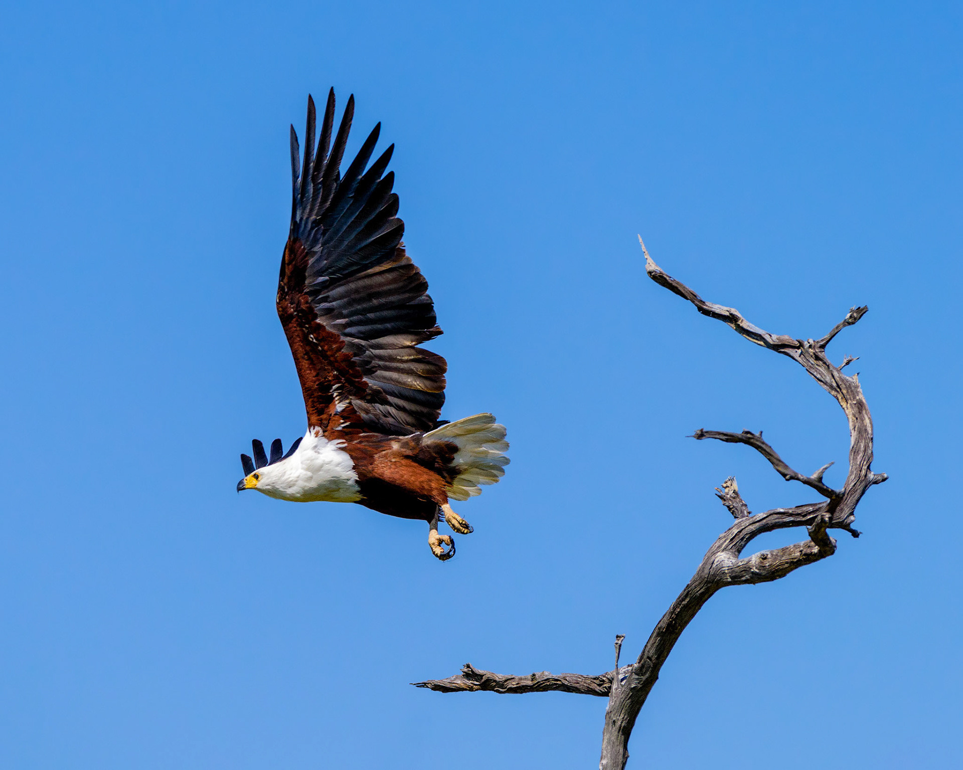 Moremi GR, Botswana