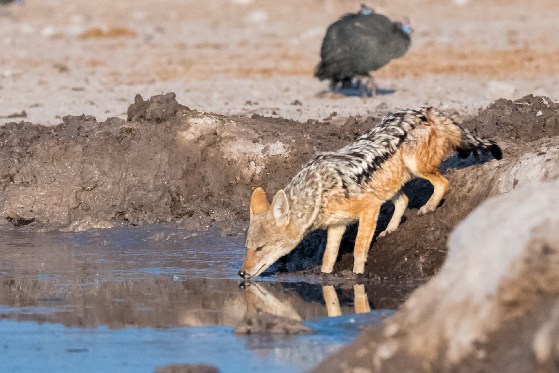 Gweta, Botswana