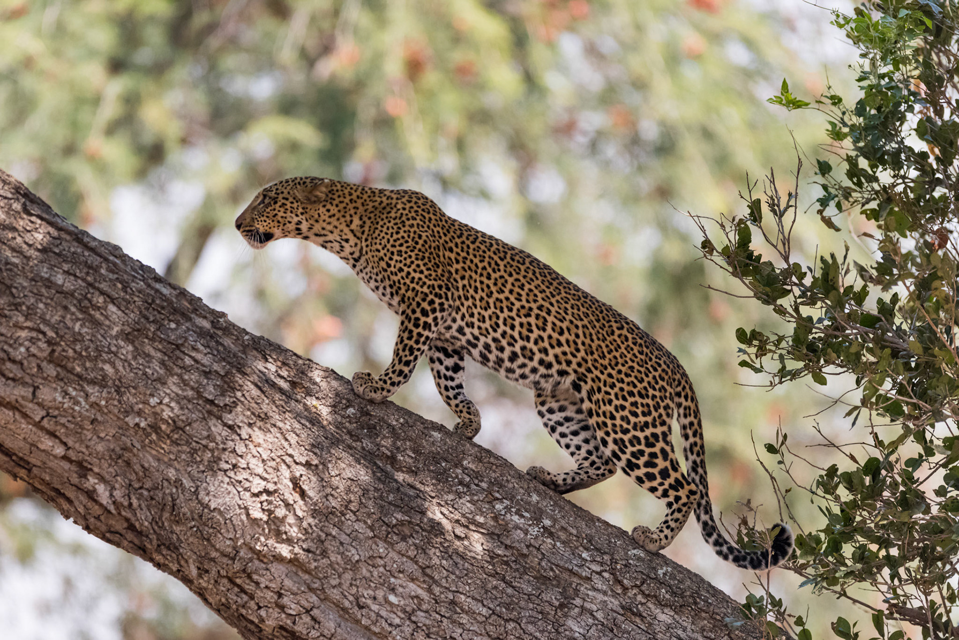 South Luangwa NP, Zambia