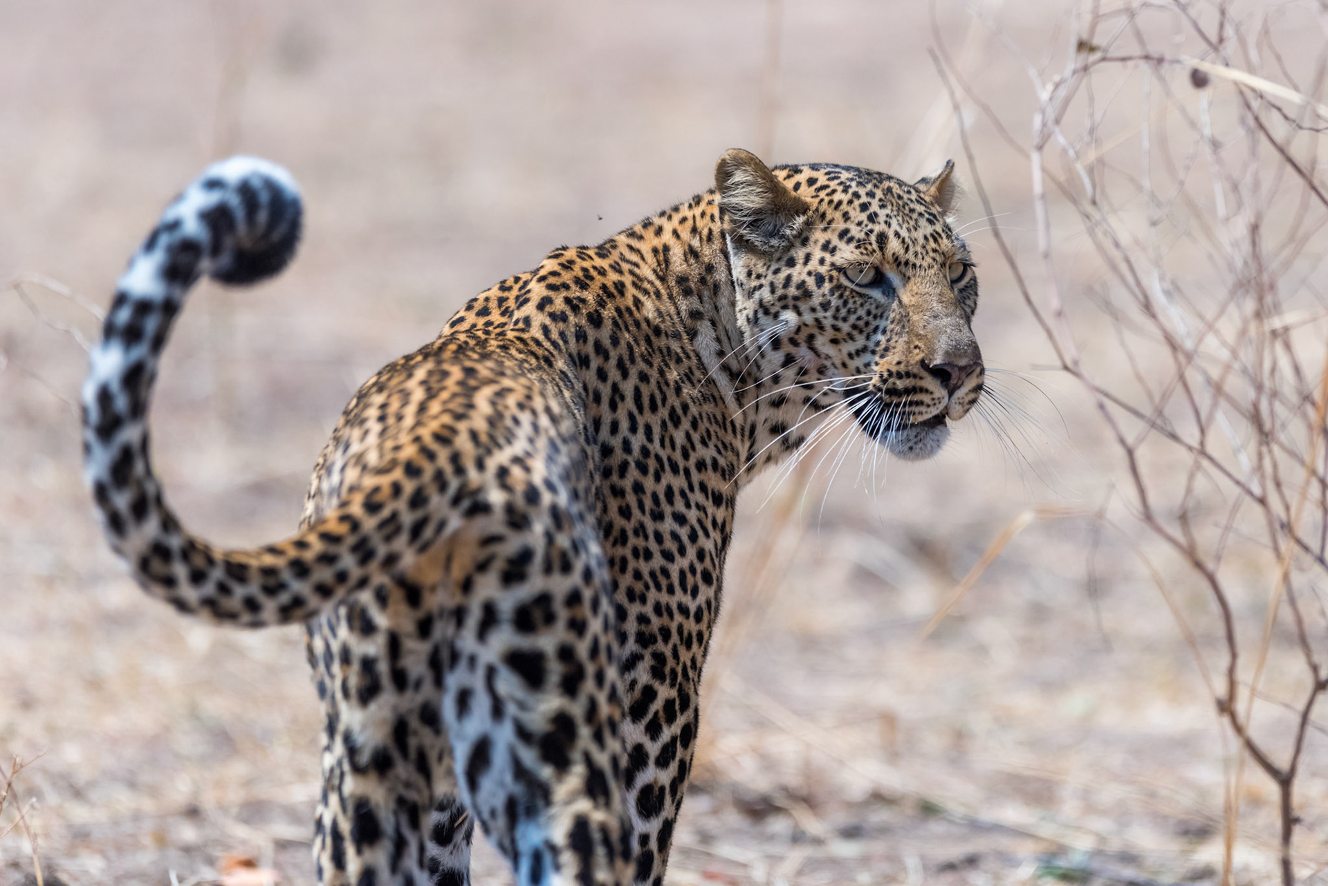 South Luangwa NP, Zambia