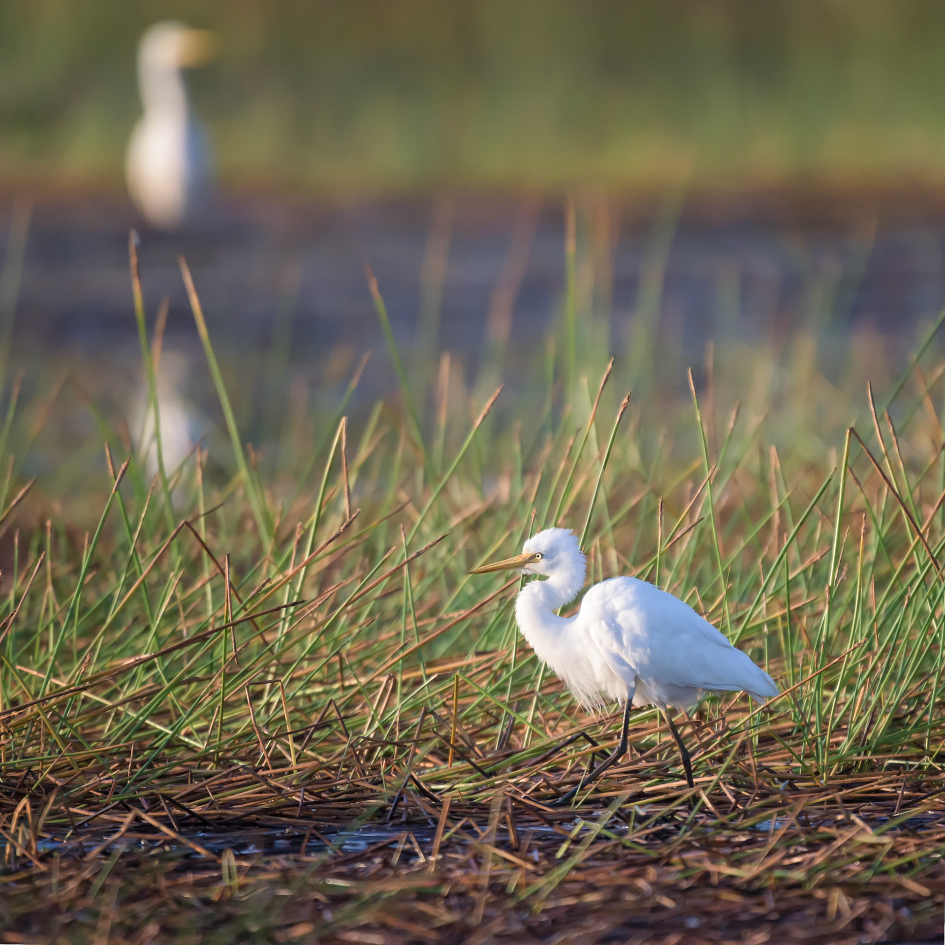 Title: Where's my Breakfast? / Caption: These wetlands are full of all kinds of birds, including many species of egret. I had fun with my long lens here!