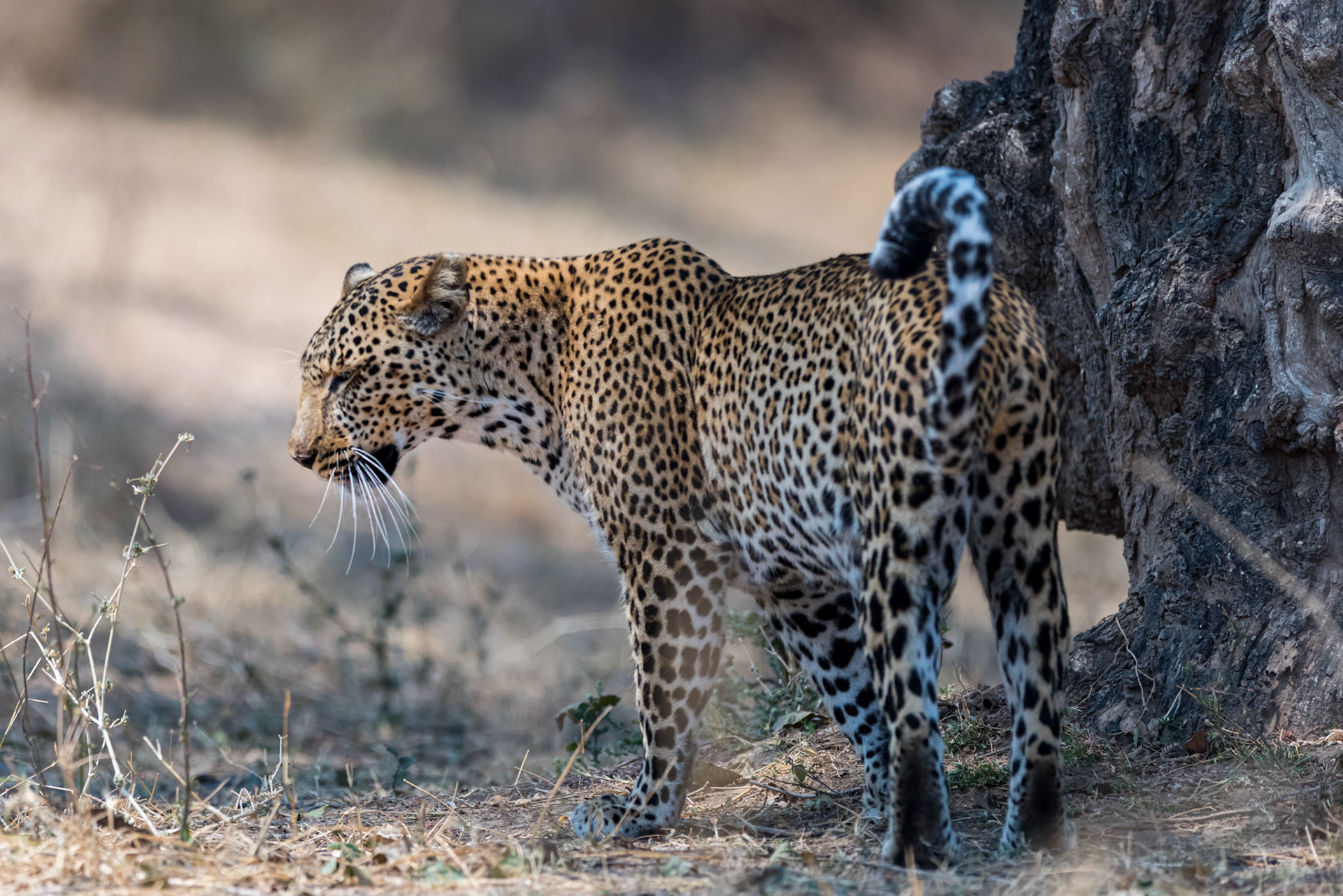 South Luangwa NP, Zambia