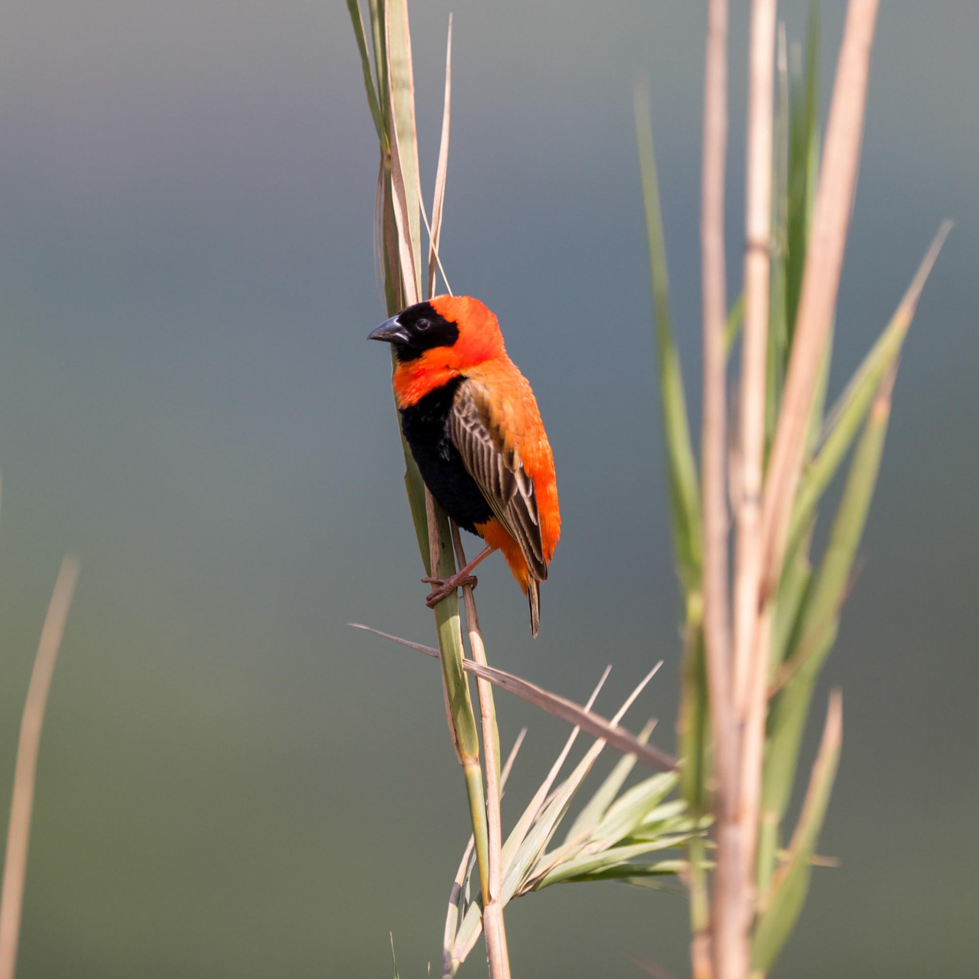 Mbuluzi NP, Lebombo Conservancy, Swaziland