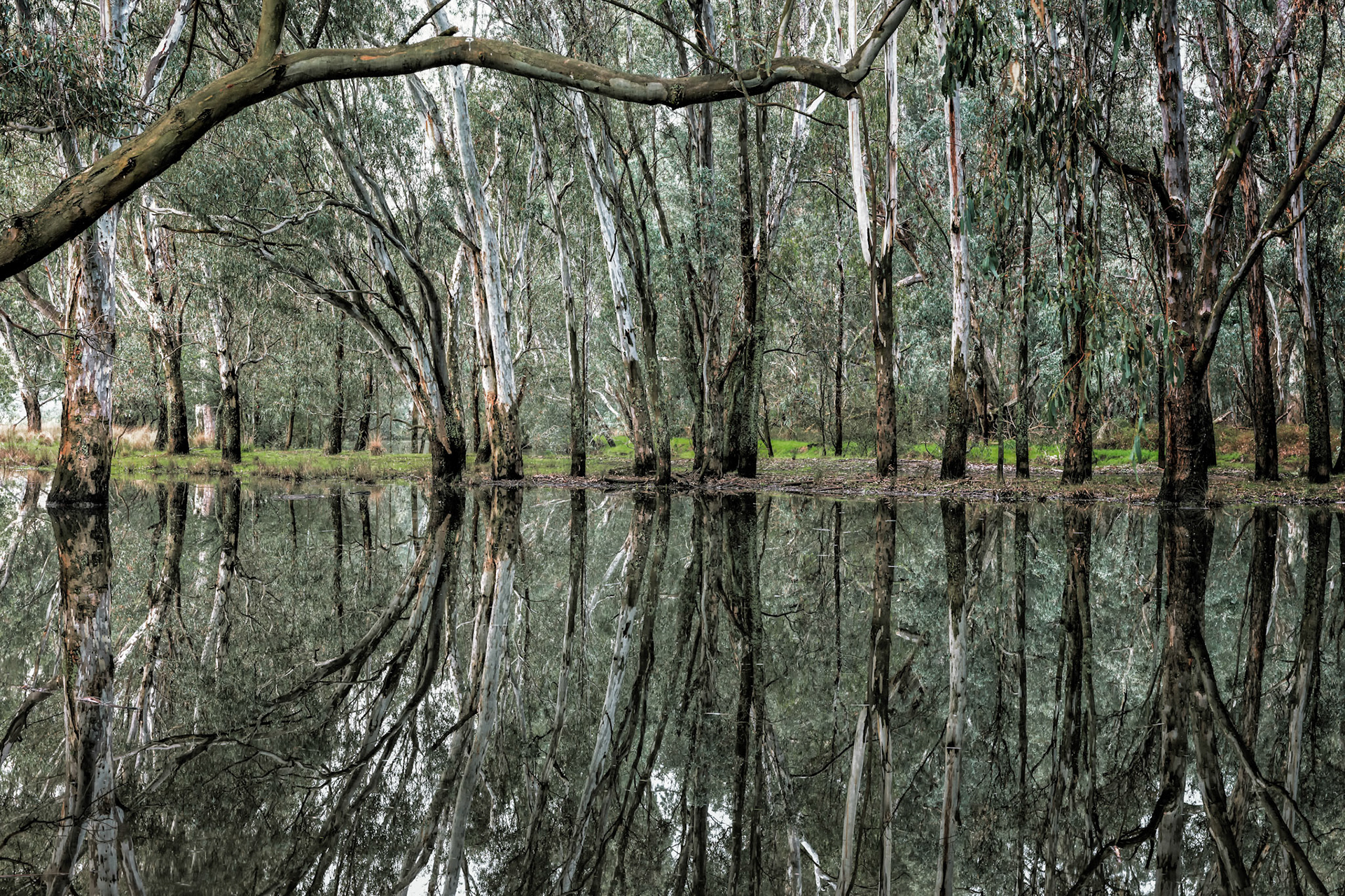 Green Billabong / The Ovens River in flood, Wangaratta, VIC, Australia