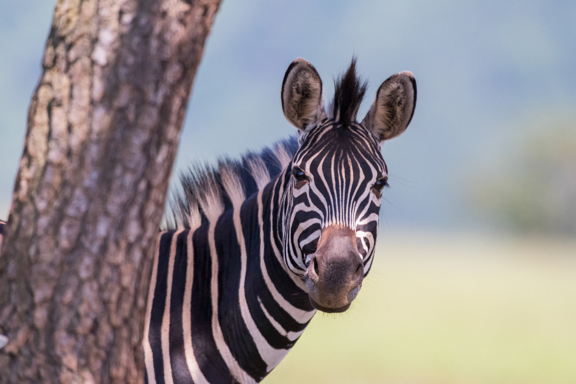 Mbuluzi NP, Lebombo Conservancy, Swaziland