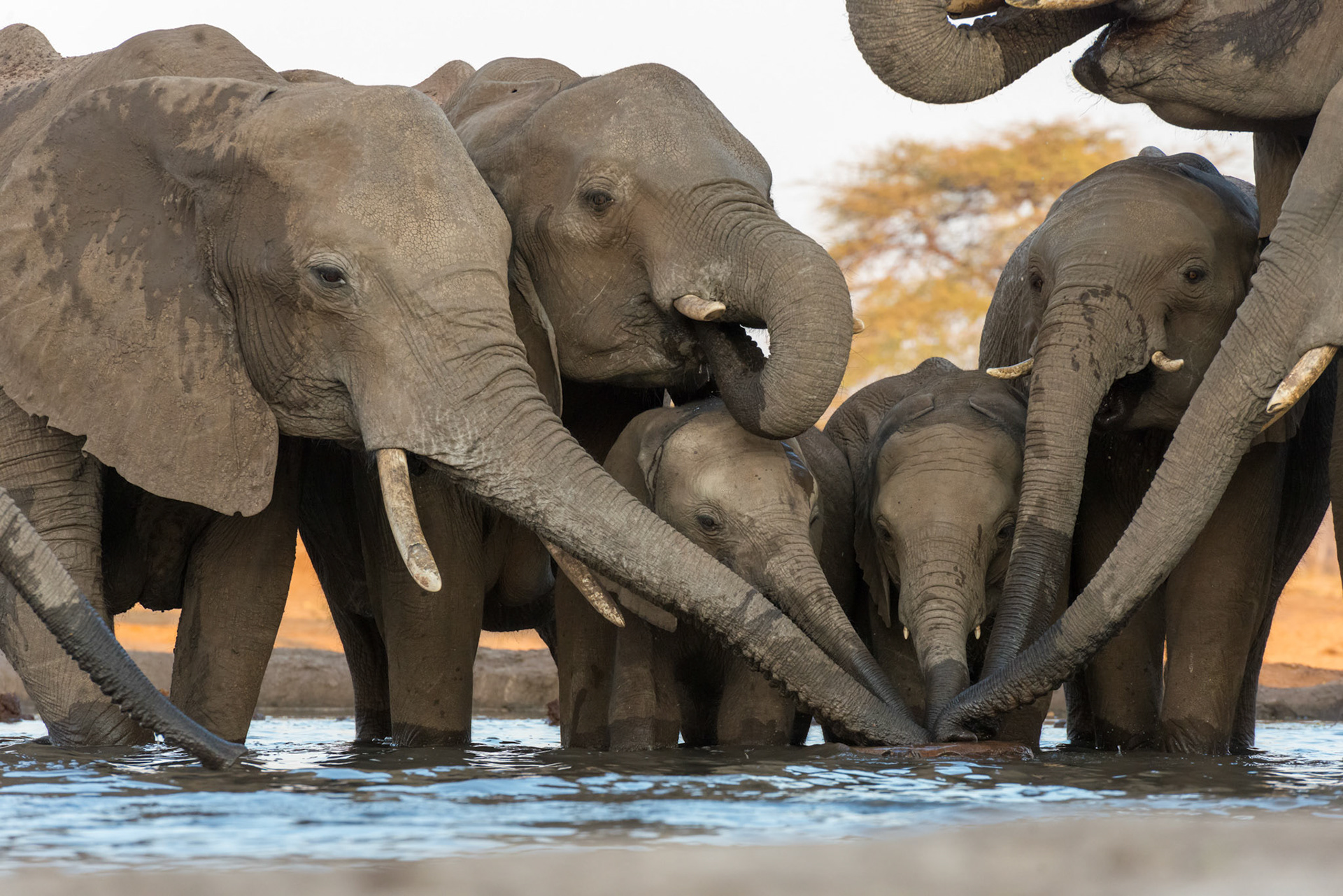 Senyati Safari Camp, Botswana