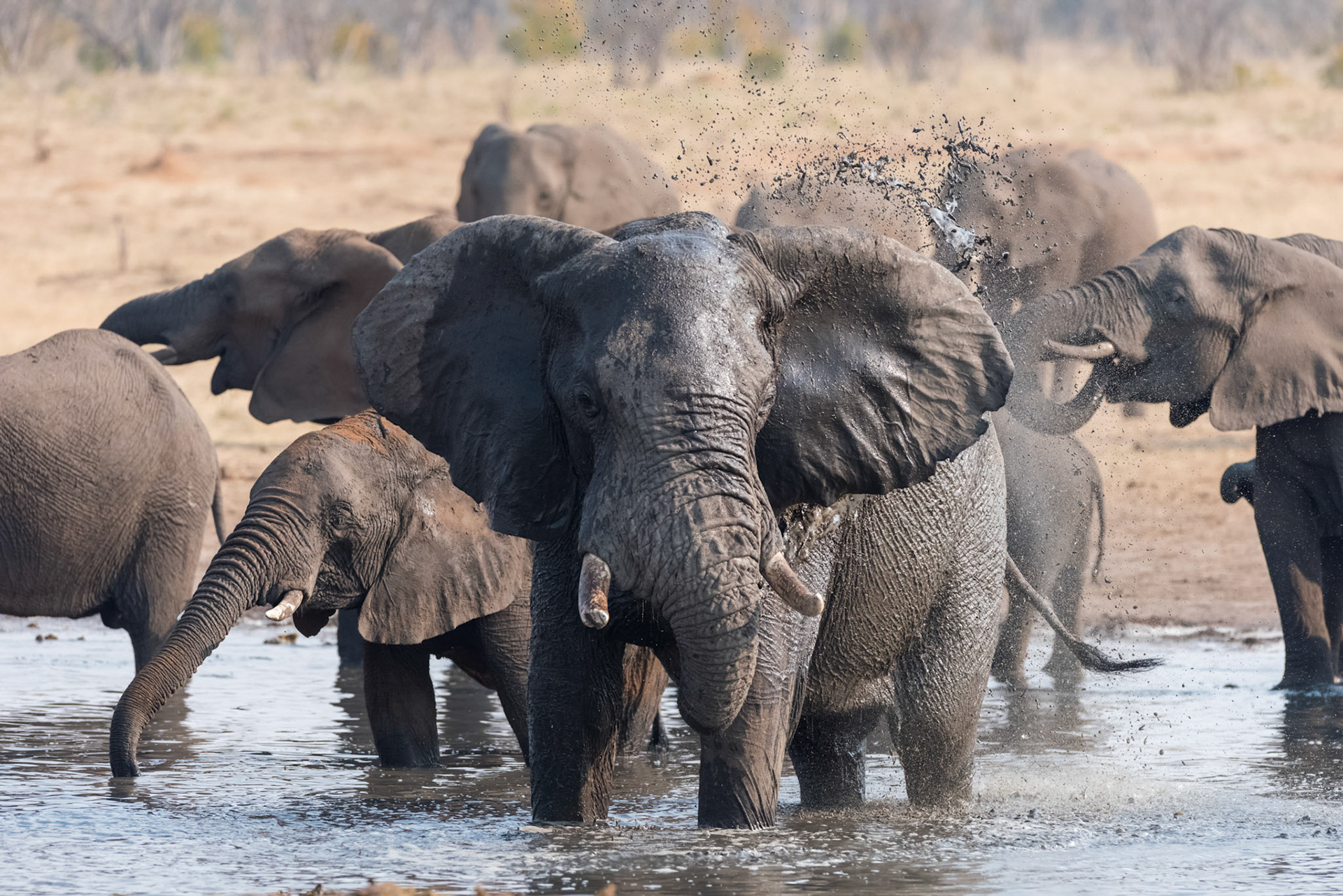 HwangeNP, Zimbabwe