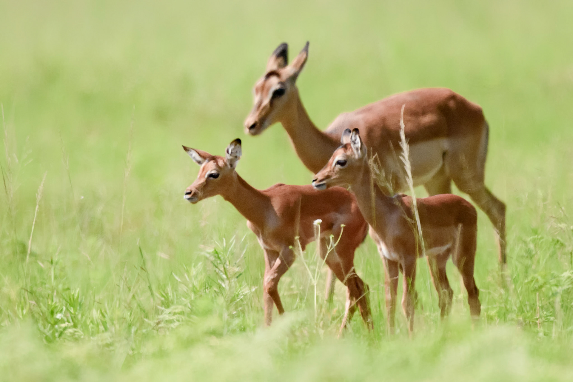 Mbuluzi NP, Lebombo Conservancy, Swaziland