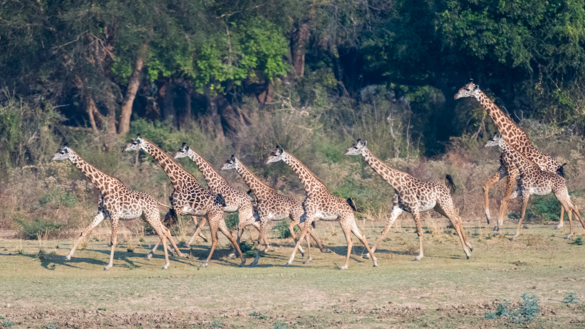 South Luangwa NP, Zambia