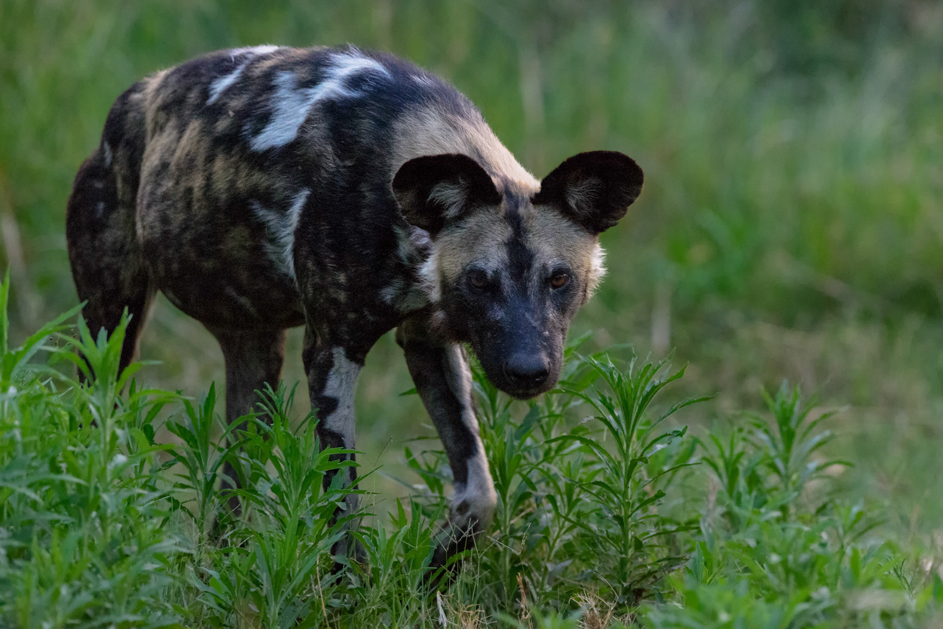 Moremi GR, Botswana
