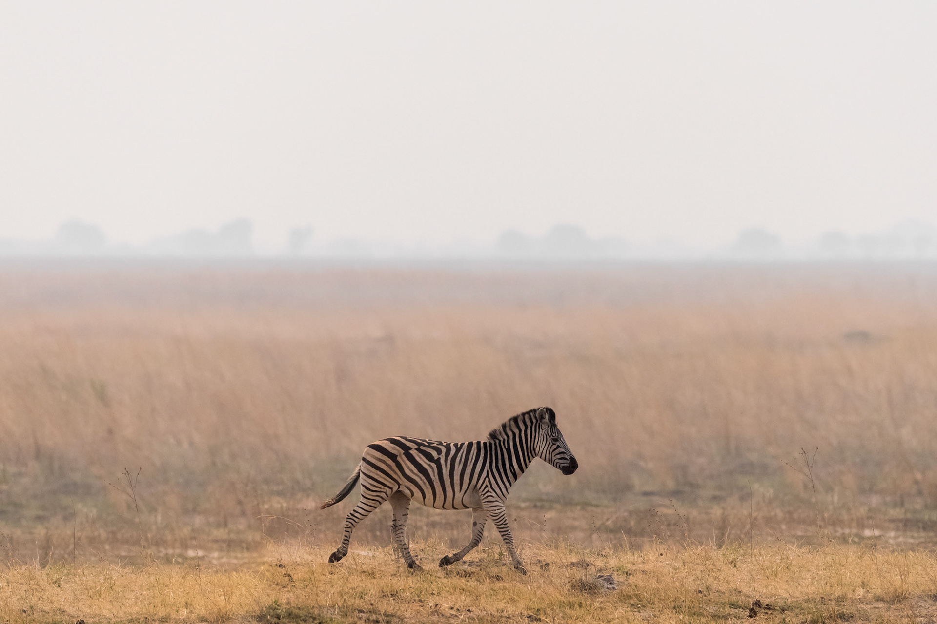 Linyanti River Floodplain, Botswana