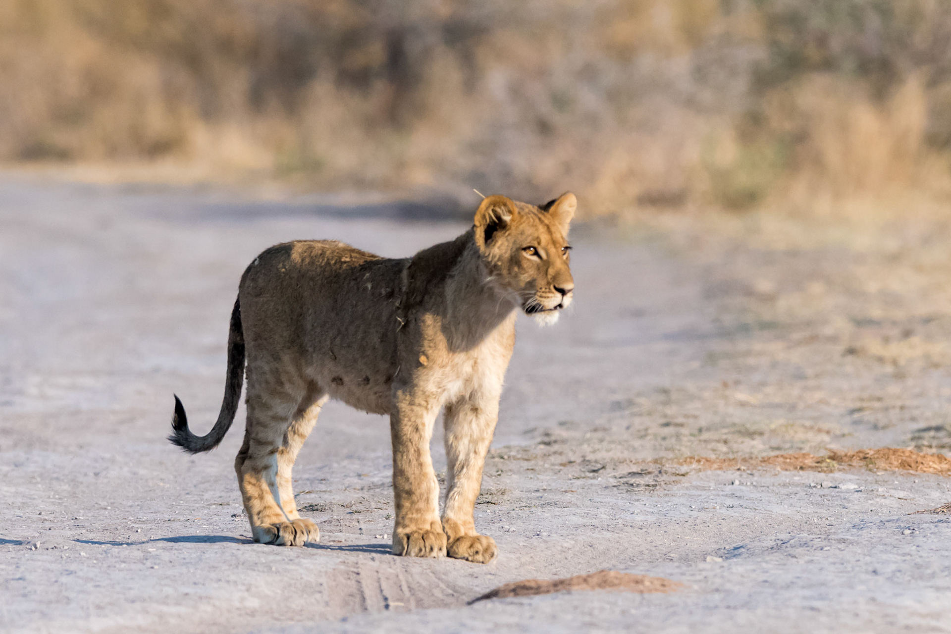 Gweta, Botswana