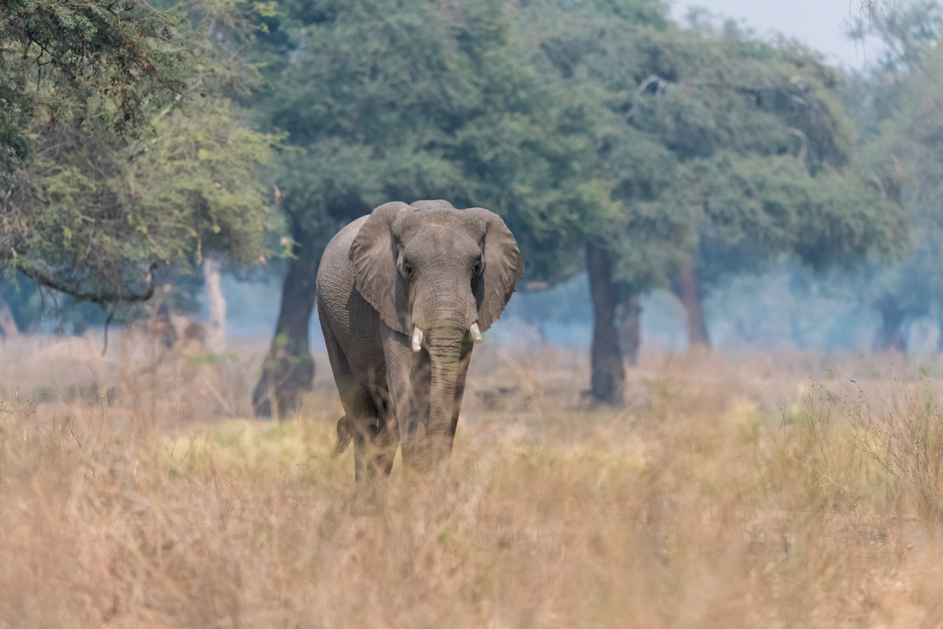 Mana Pools, Zimbabwe