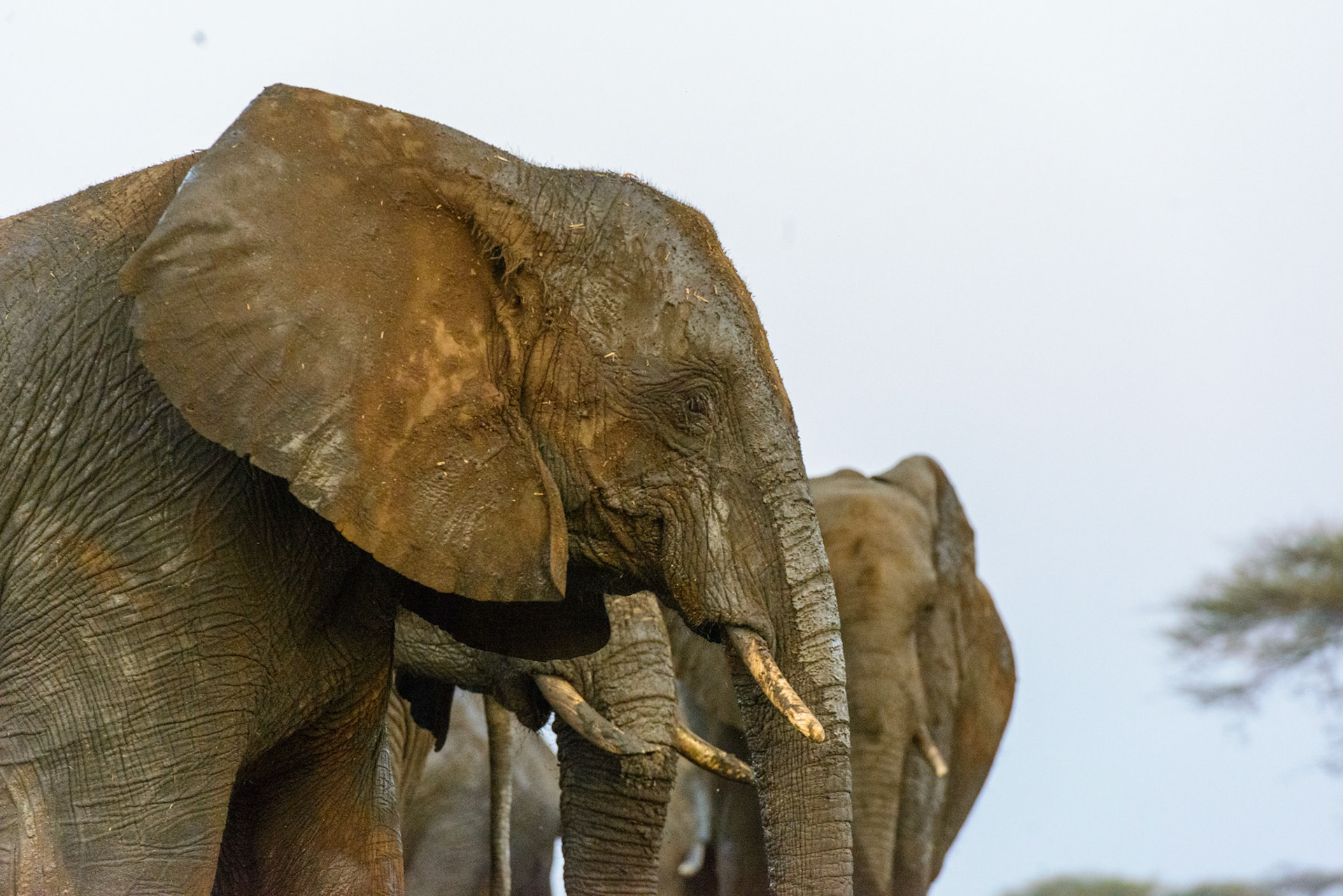 Senyati Safari Camp, Botswana