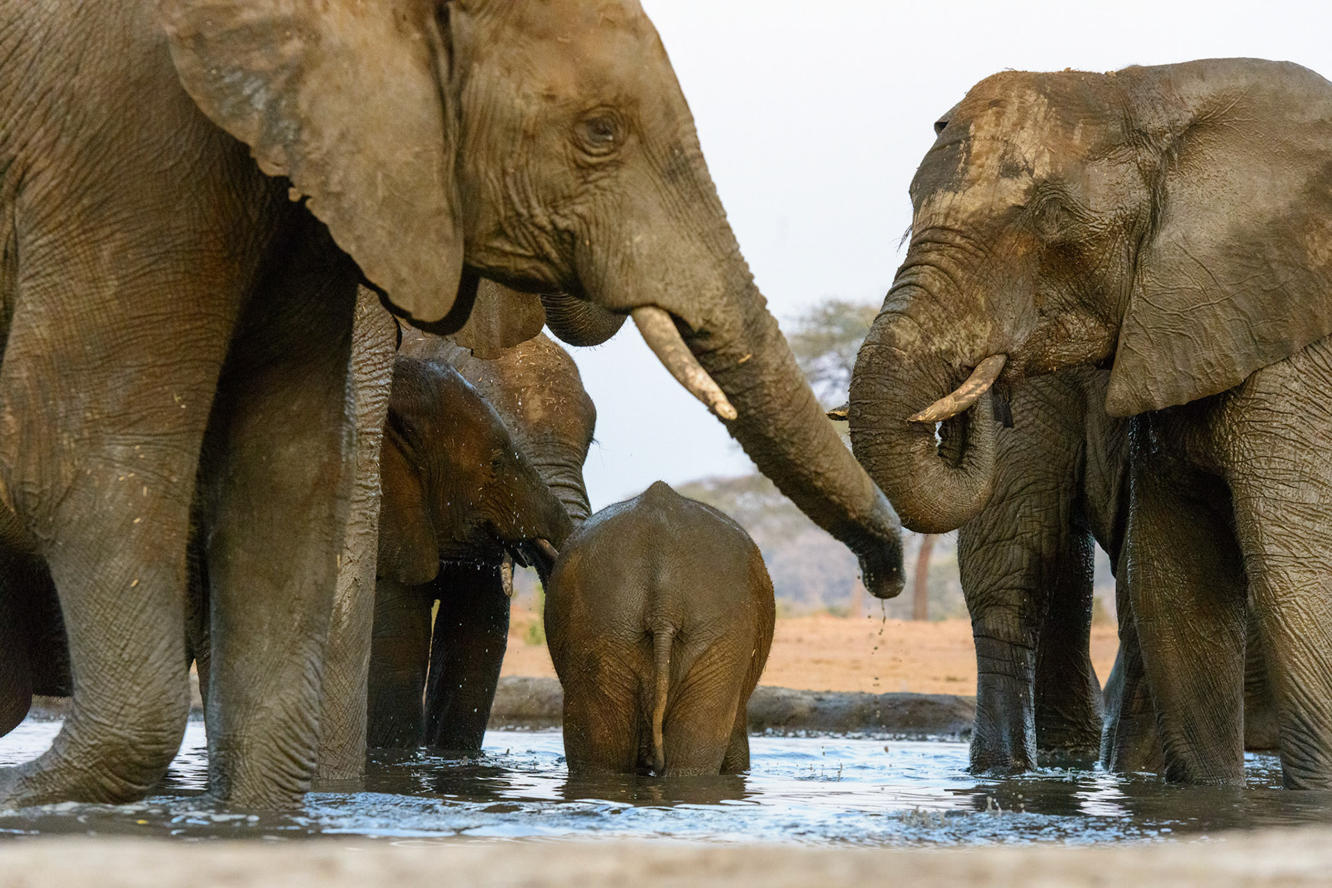 Senyati Safari Camp, Botswana