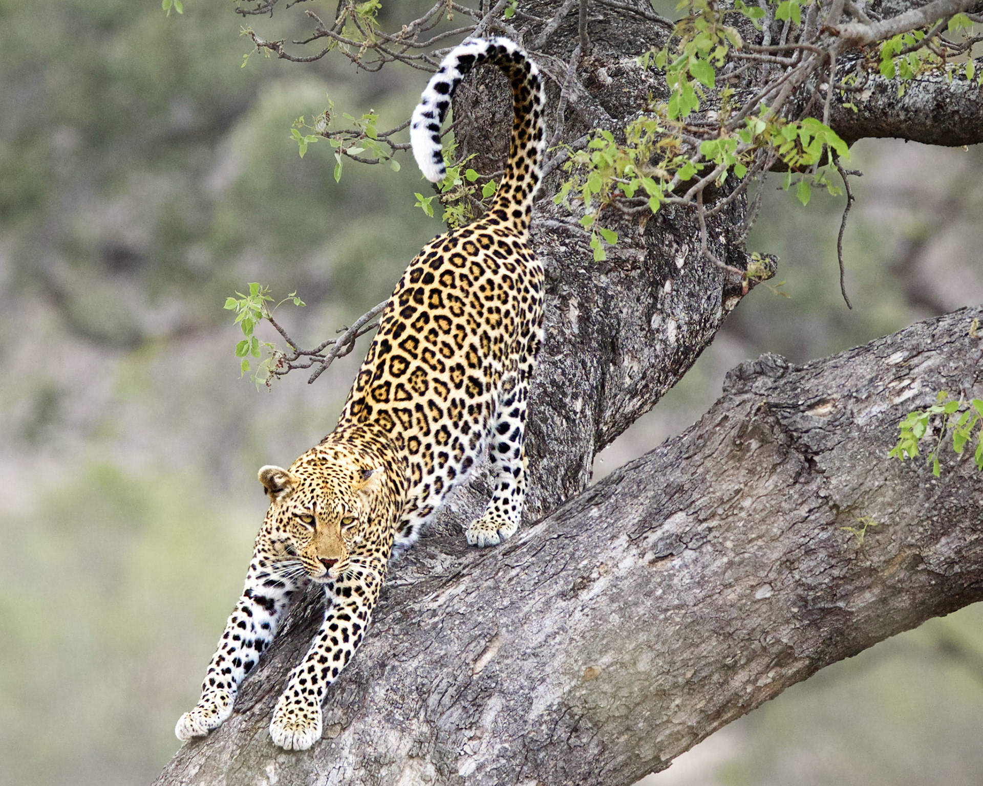 Kruger NP, Limpopo, South Africa