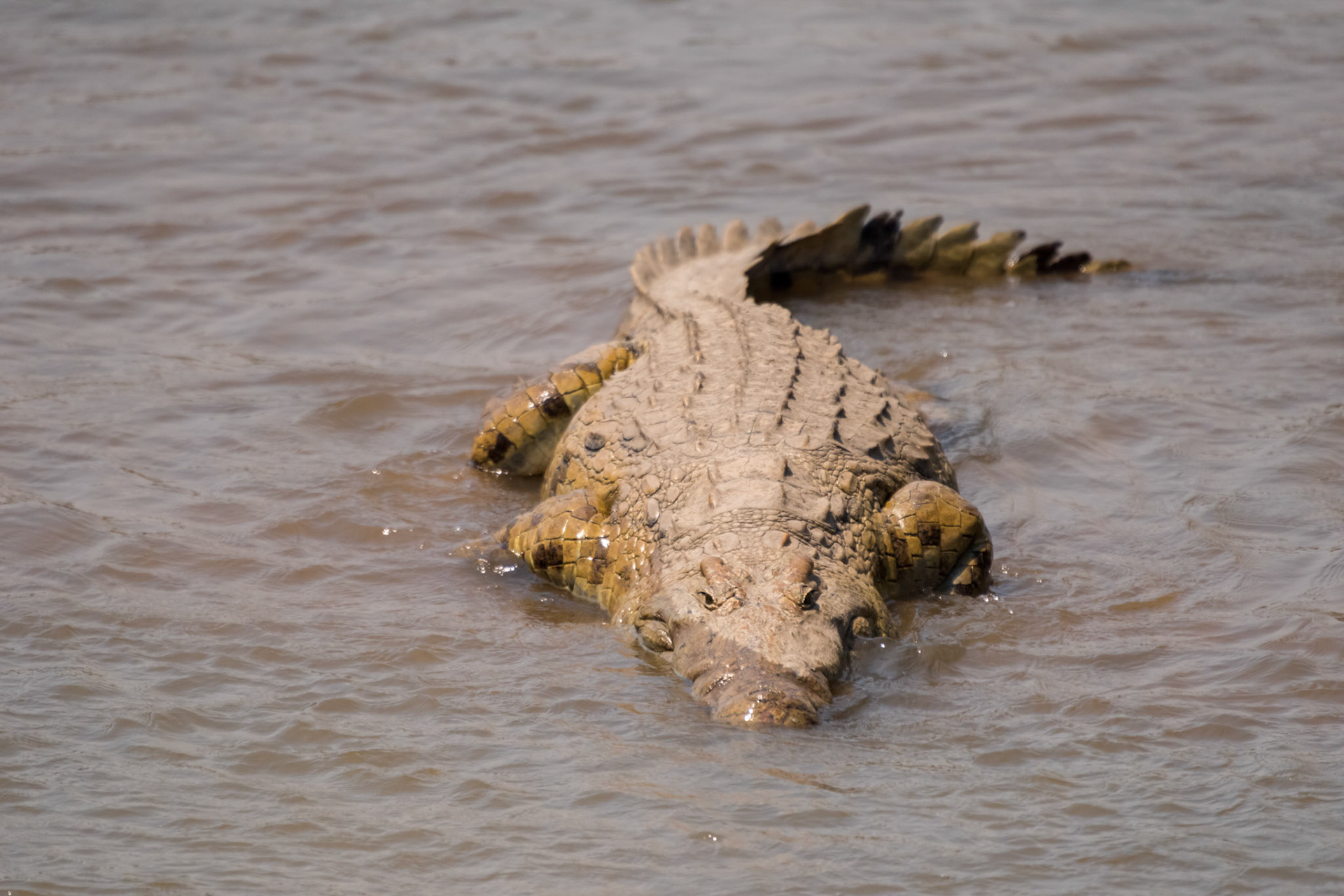 South Luangwa NP, Zambia