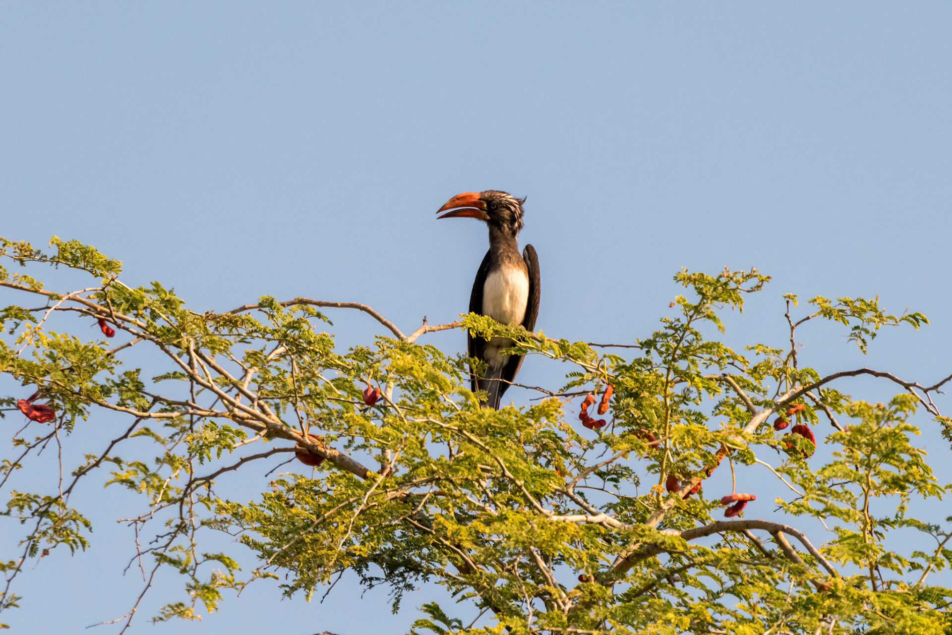 South Luangwa NP, Zambia
