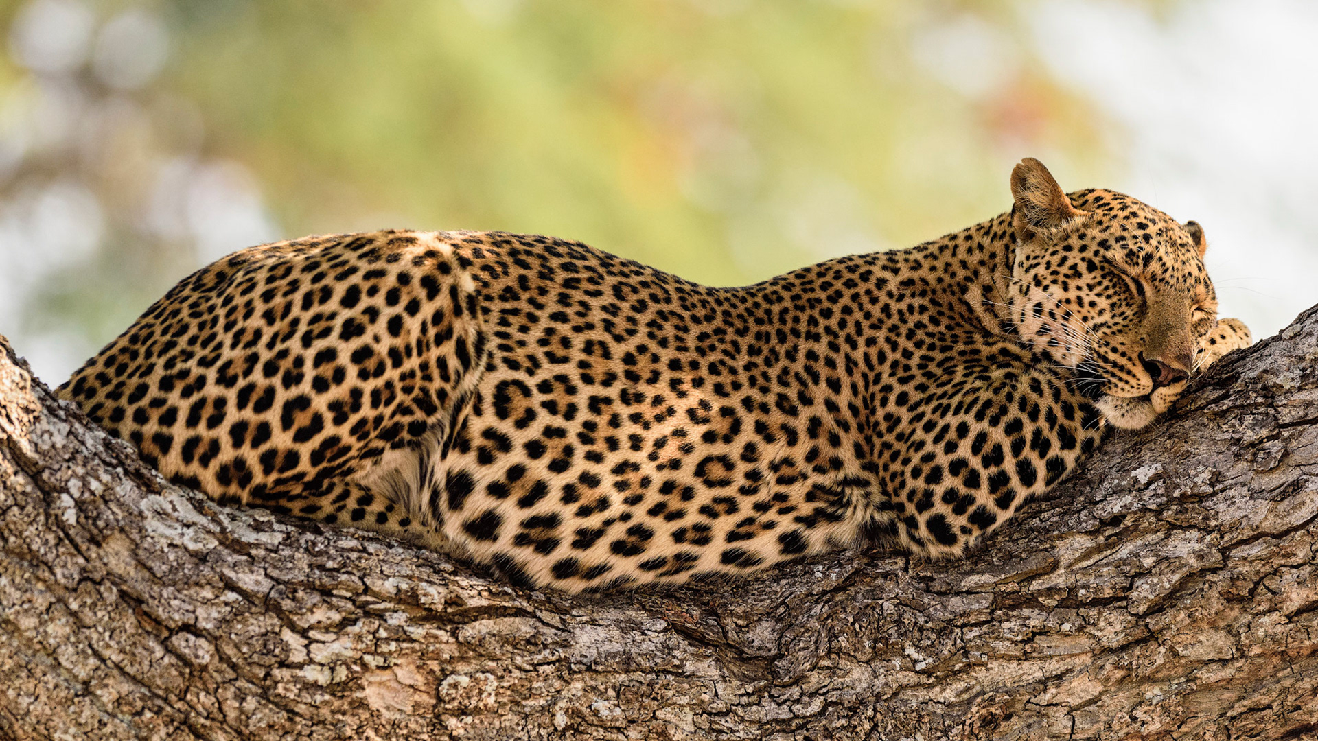 South Luangwa NP, Zambia