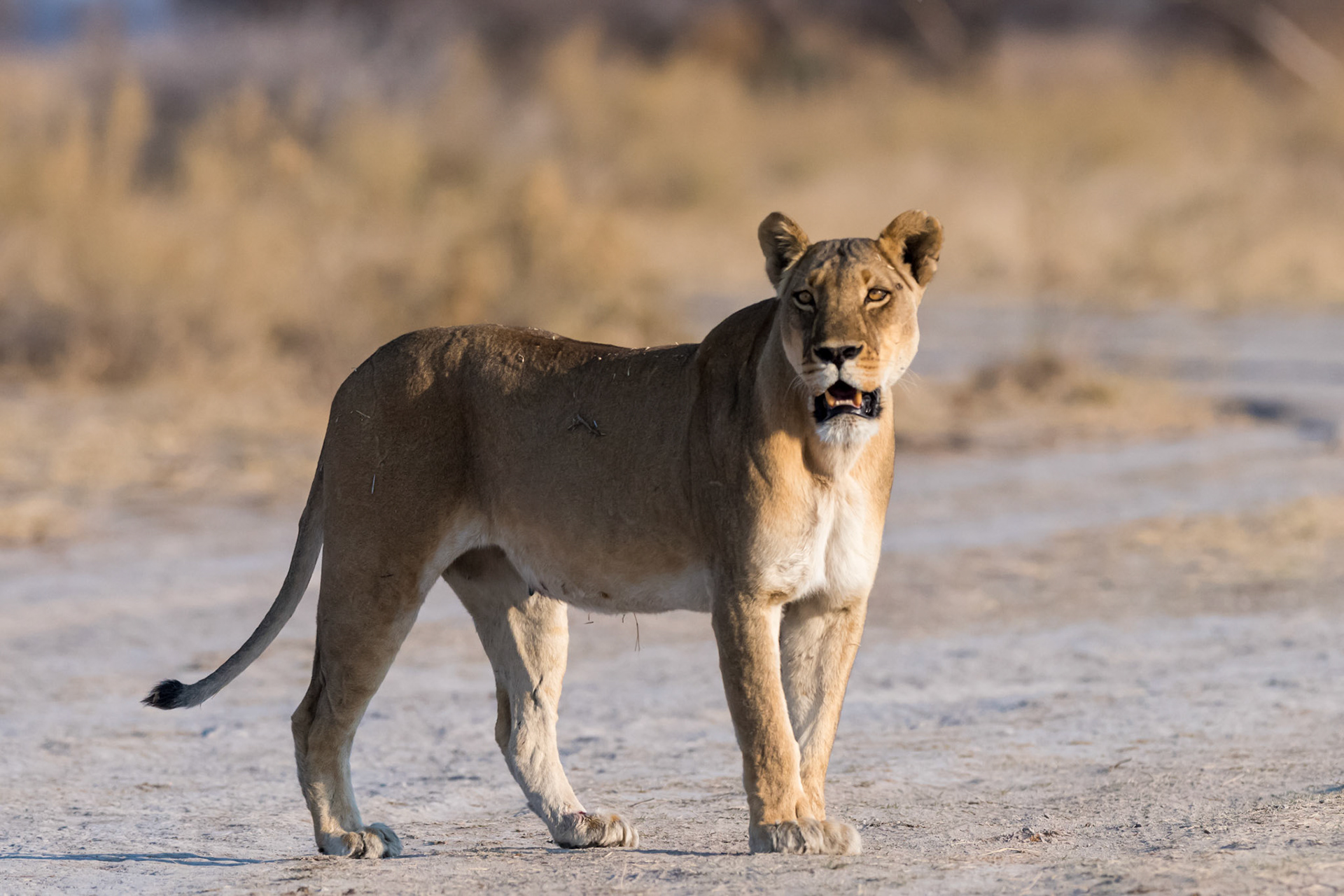 Gweta, Botswana