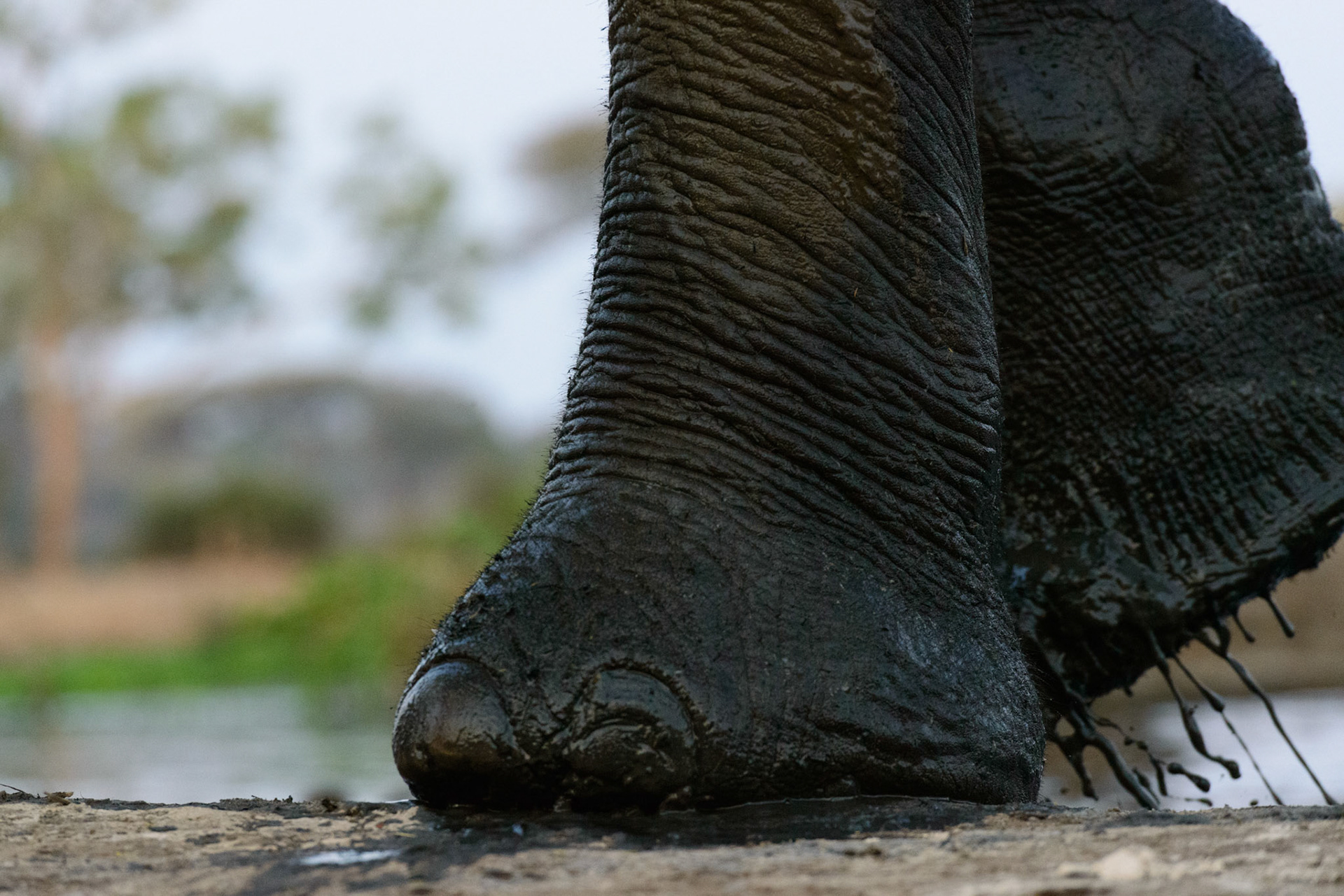 Senyati Safari Camp, Botswana