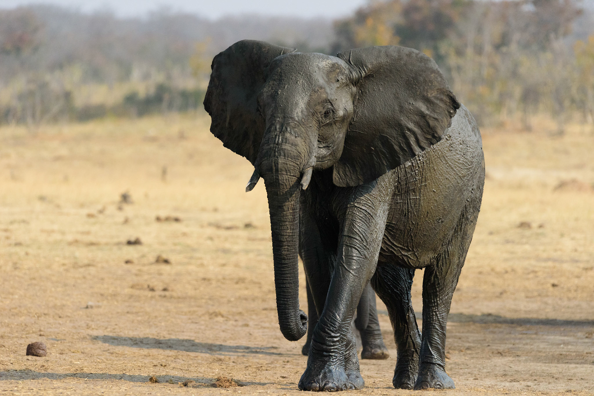 HwangeNP, Zimbabwe
