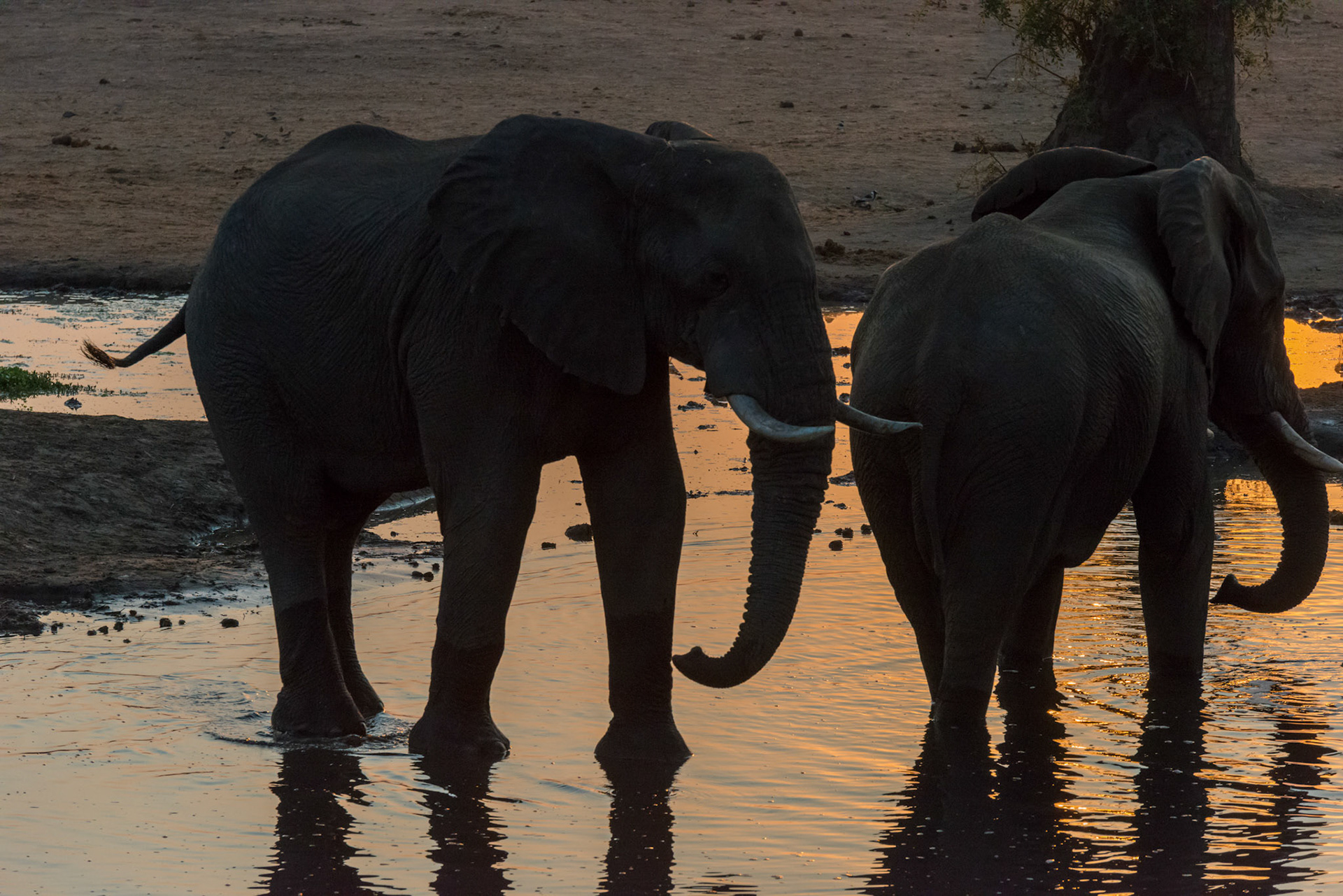 Senyati Safari Camp, Botswana