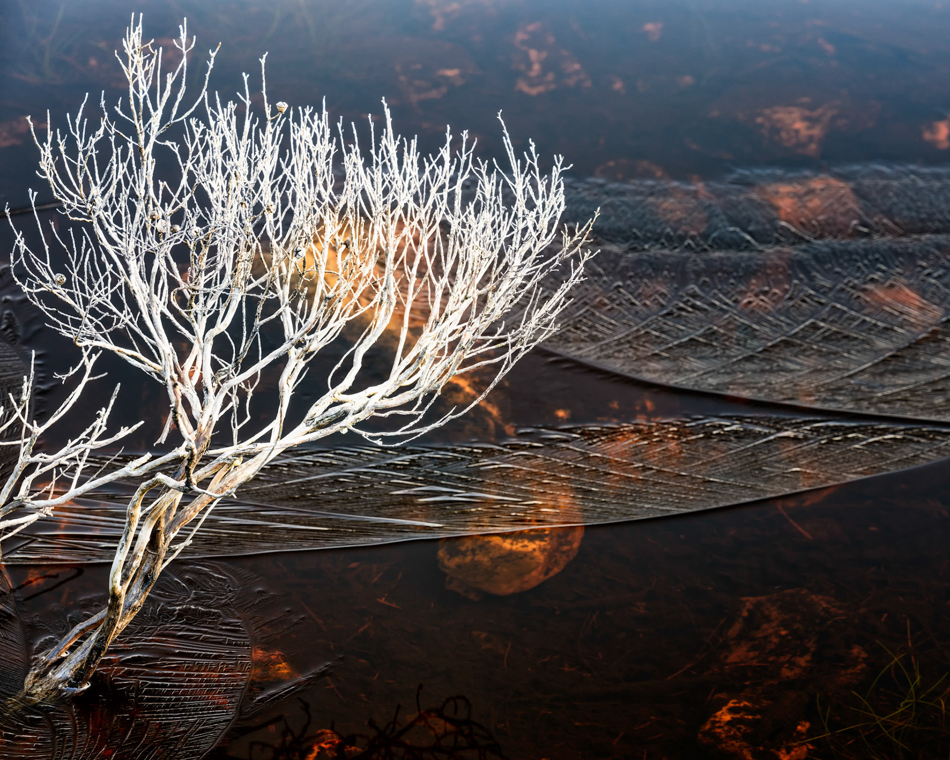 Ripple / The ripples on the surface had frozen in some places while leaving a window to a cold, underwater world. Cradle Mountain, Tasmania, Australia